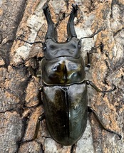 【F0】《ローゼンベルグオウゴンオニ 75mm ペア》