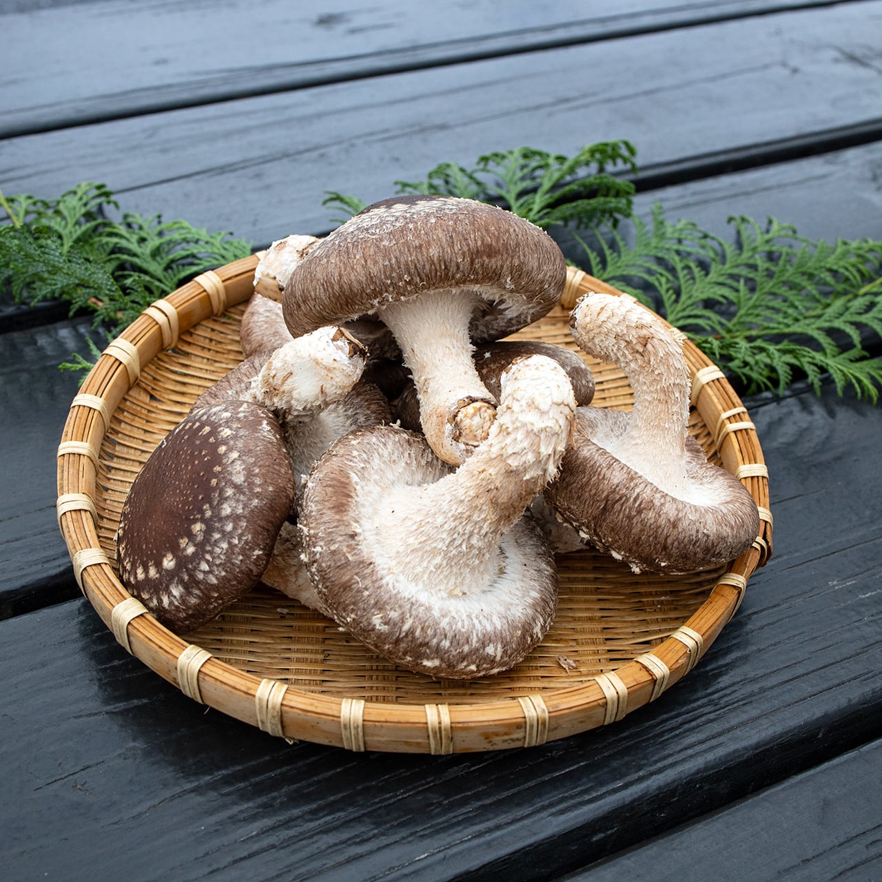 ギフト用 | 佐倉きのこ園ネットショップ