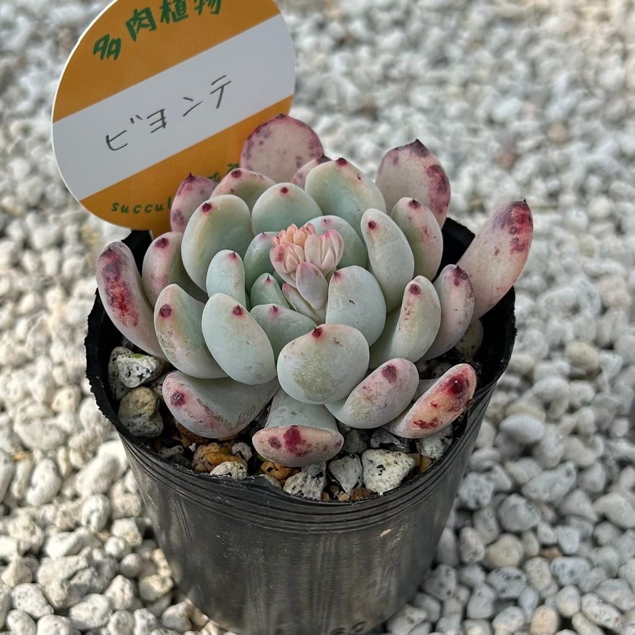 ルビーティント 3カット 多肉植物 | Succulent 花うらら 〜多肉植物