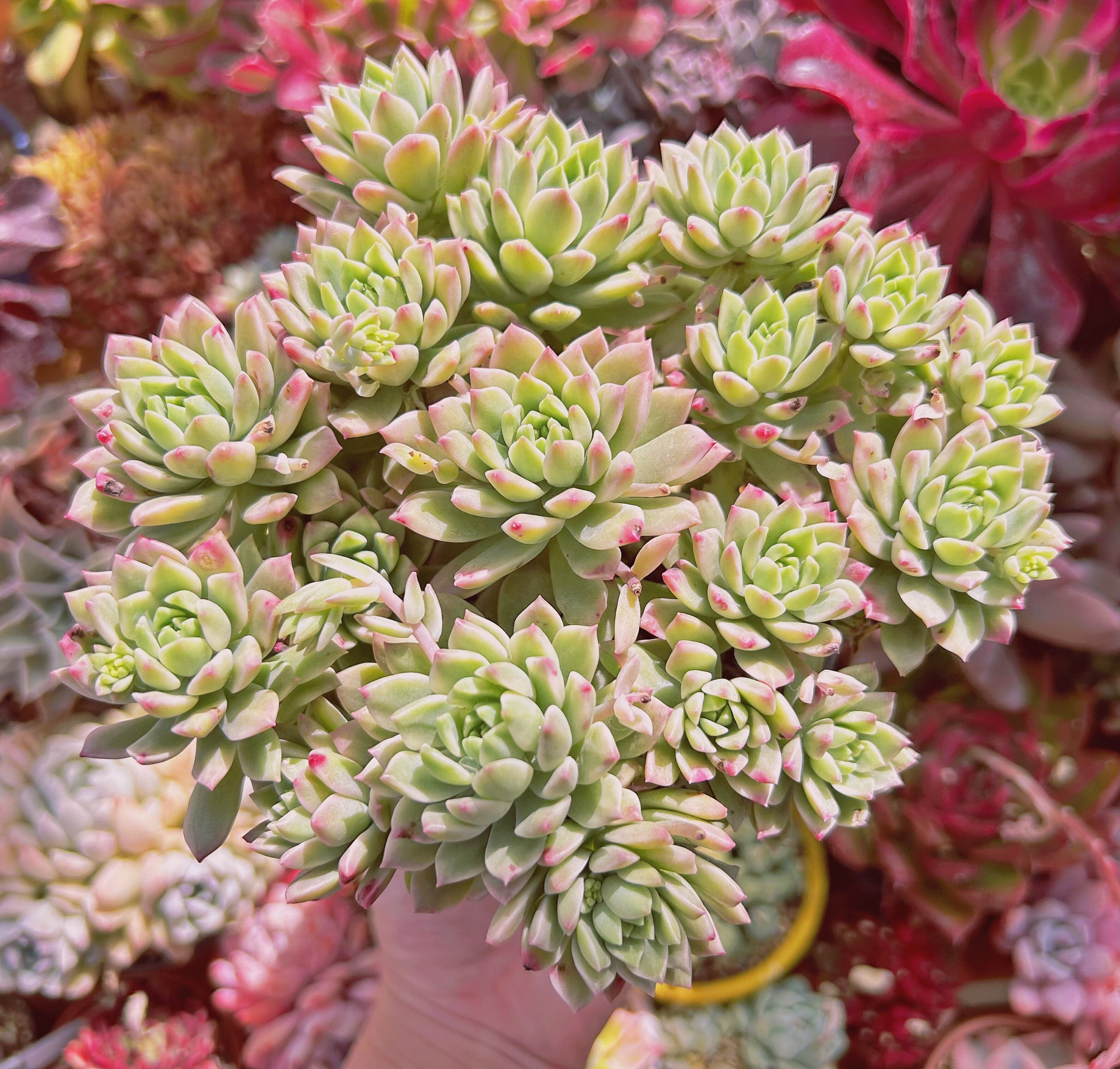 多肉植物 マッコス白錦 15頭以上 特大 | るる農園~多肉植物専門