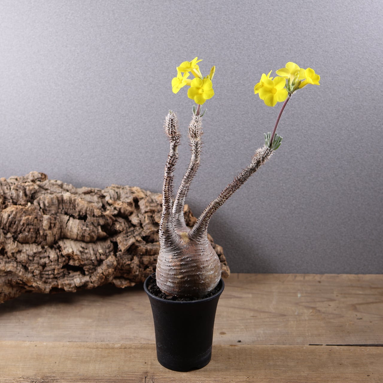 578『カリバナス フーケリー』観葉植物【送料無料】 | MARX PLANTS