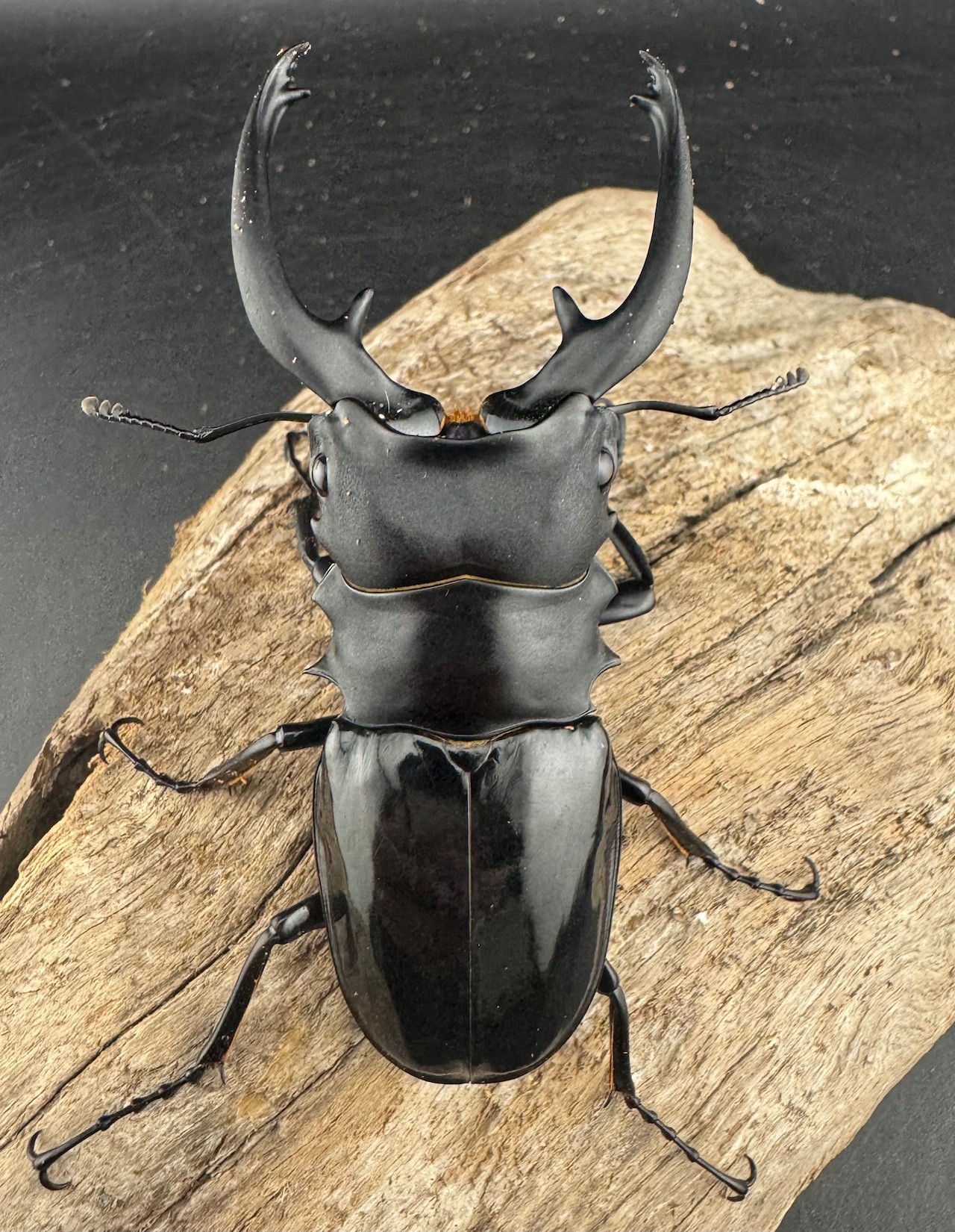 【WD】《インターメディアツヤクワガタ ガントン産 88mm ペア》