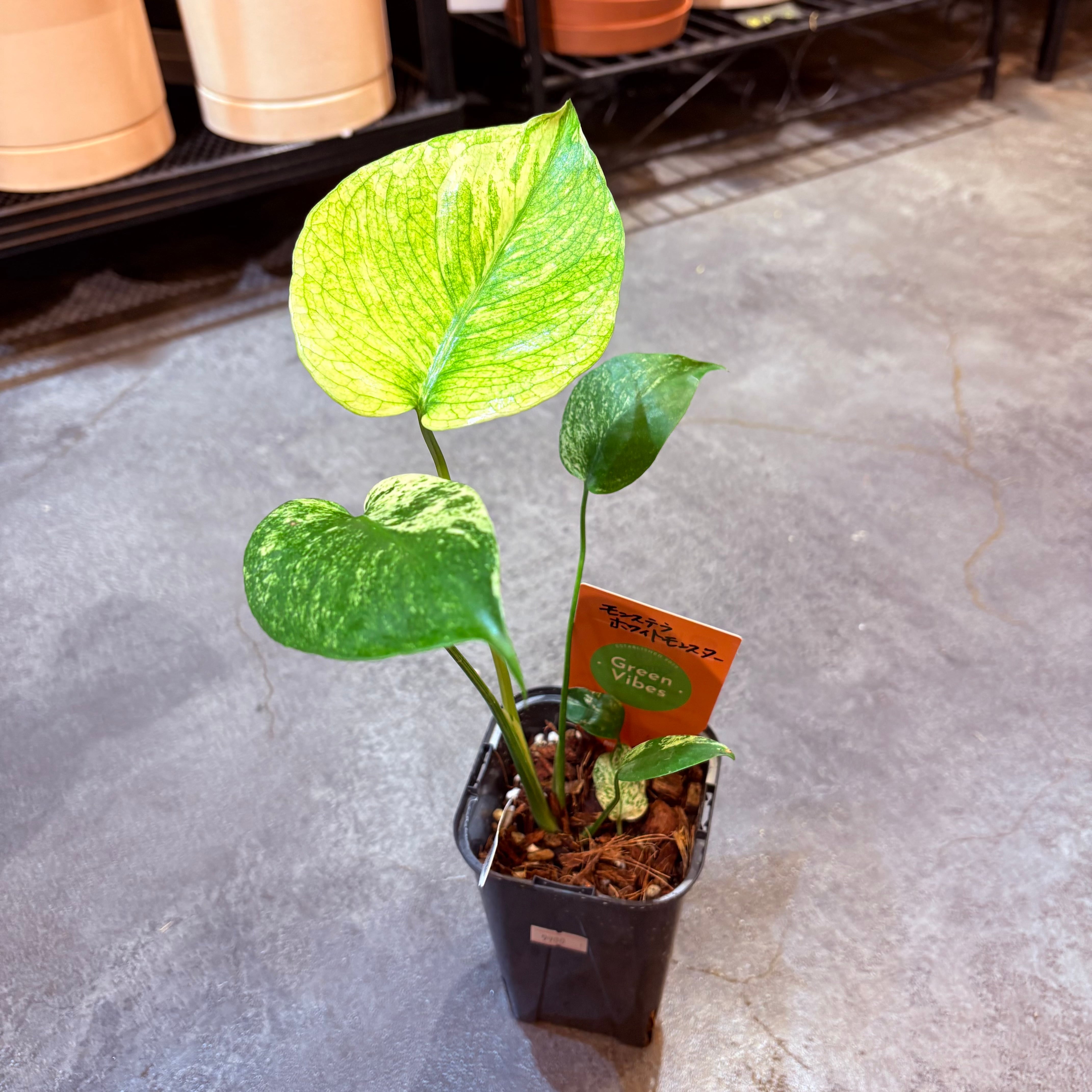 モンステラ ホワイトモンスター 3.5号 B | Green Vibes 宇都宮市の観葉