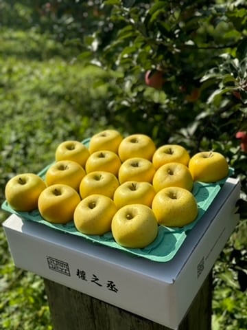 シナノゴールド家庭用　5kg