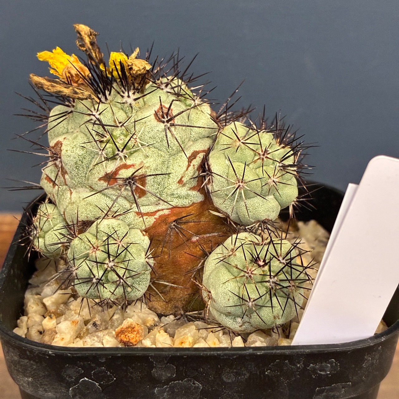 【Copiapoa】サボテン　オルテゴカクタス　マクドガリー実生【208】
