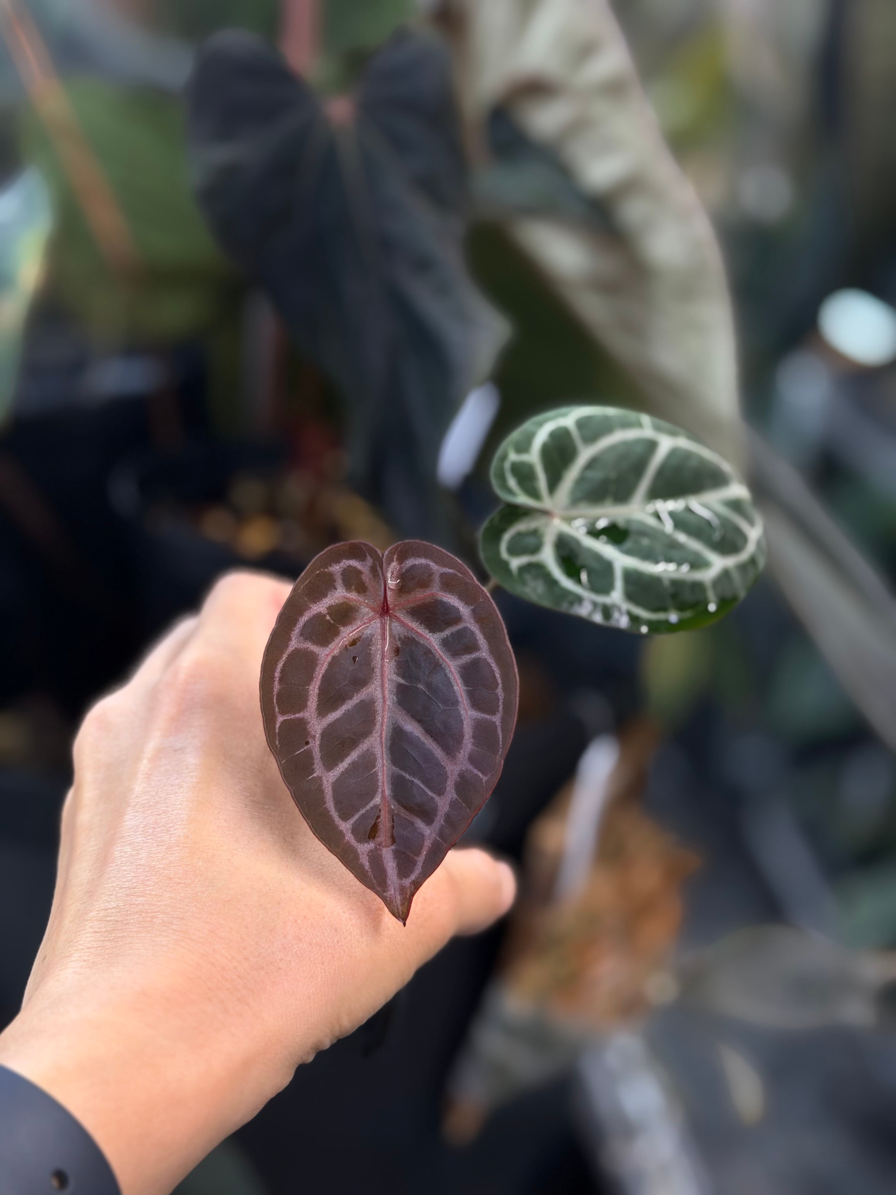 division】Anthurium 'Silver Ghost' (SKG Silver x Black Ghost