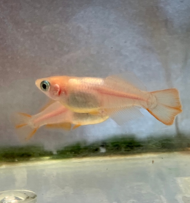 ピンクスーパーヒカリ 秋桜 メダカ 上三川 Kaminokawa かみのかわ メダカ