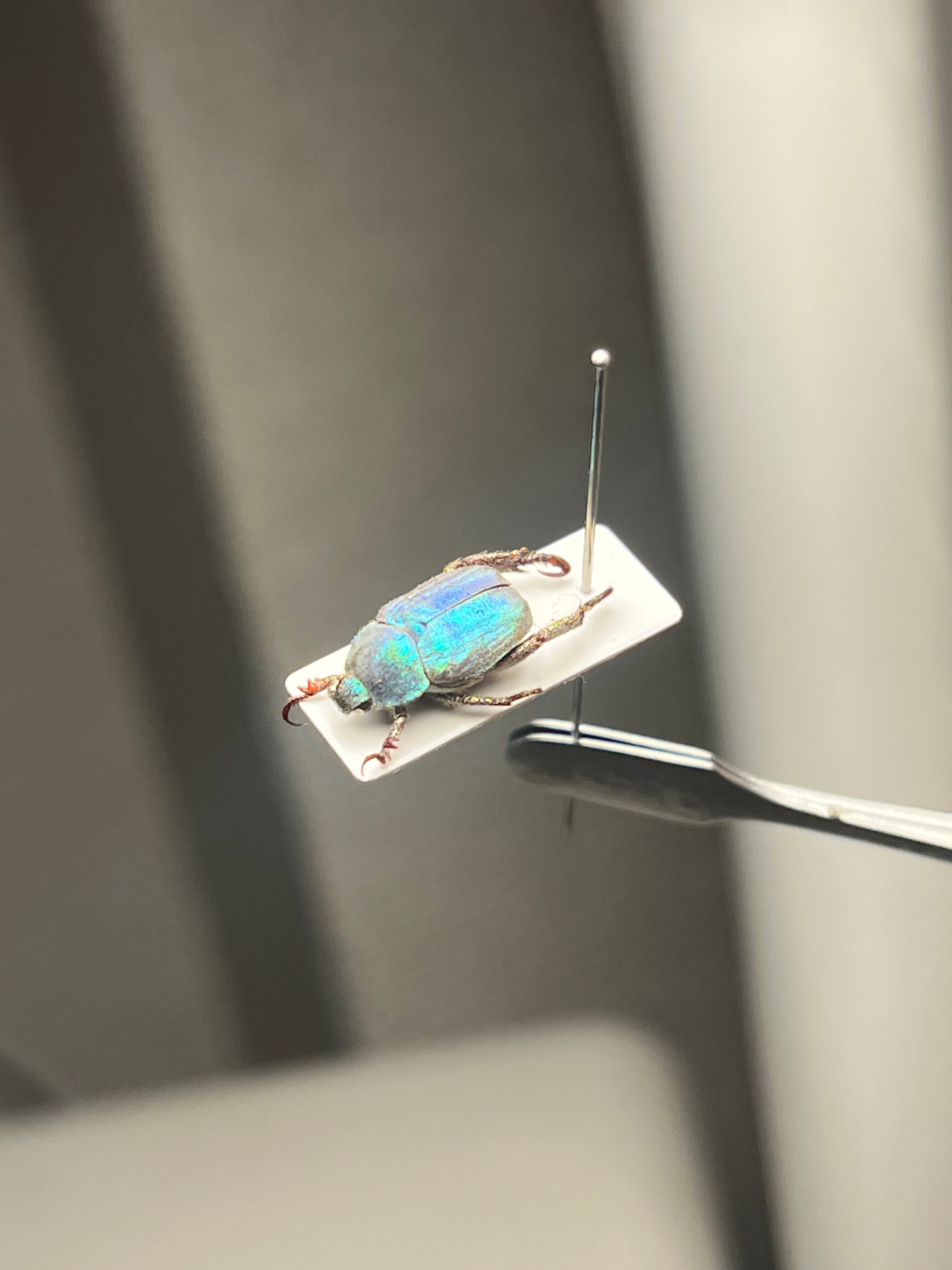 最新作】ボウカルディプラチナコガネ Chrysina boucardi GOLDform 頭が