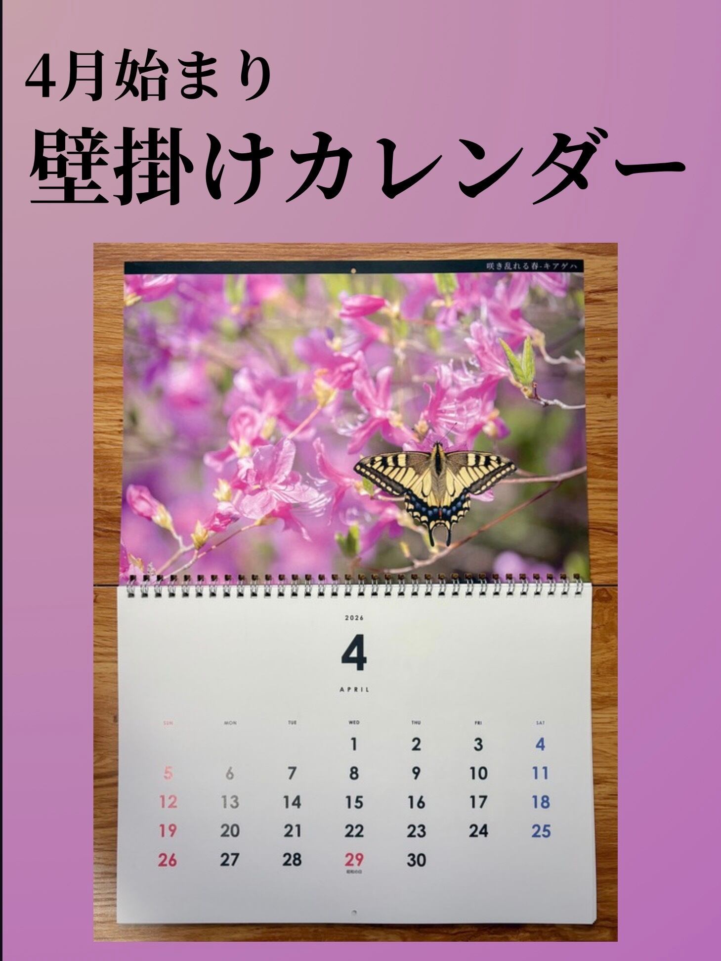 愛を込めて蝶撮影
