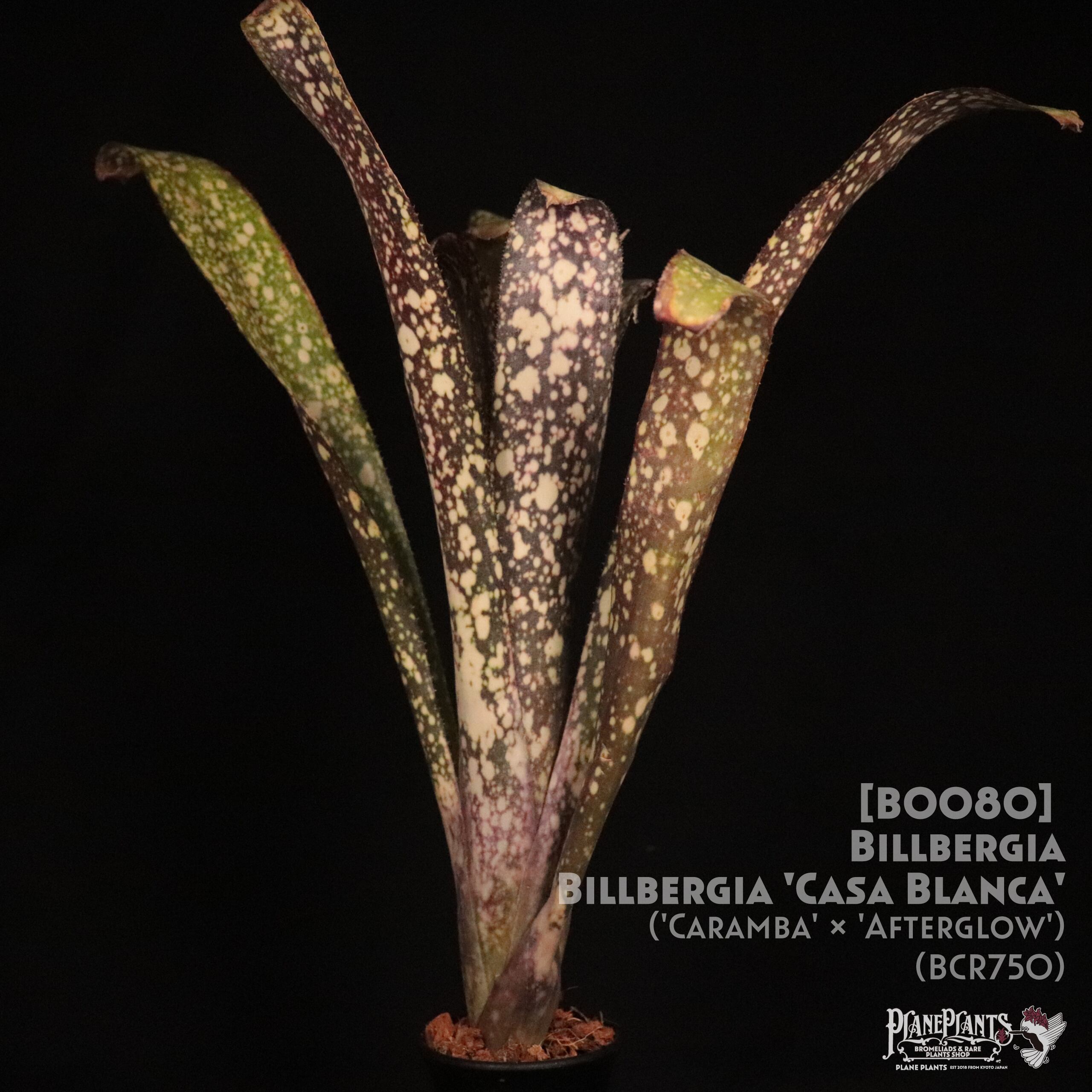 【送料無料】Billbergia 'Casa blanca'〔ビルベルギア〕現品発送B0080