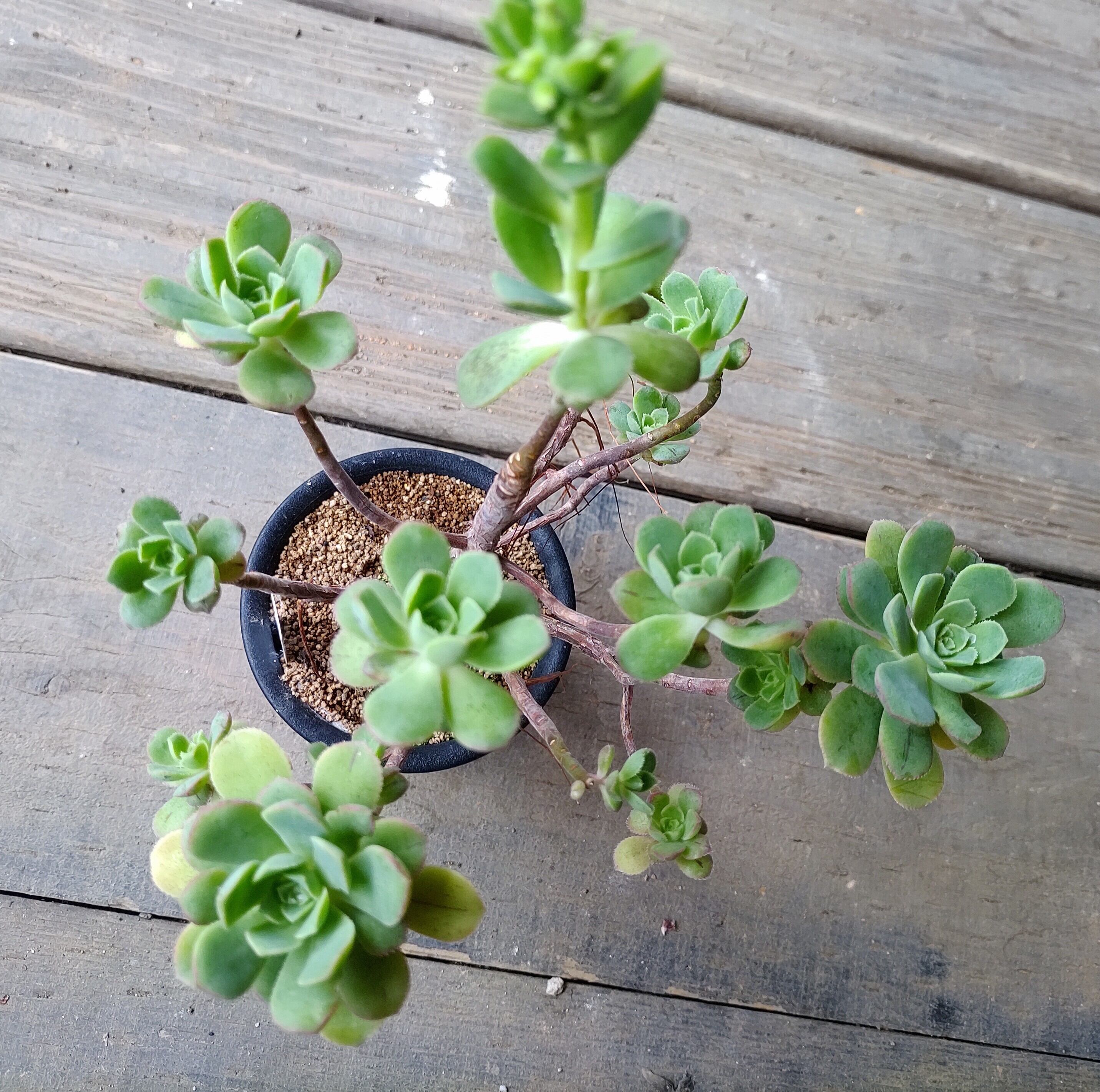 B遊蝶曲(アエオニウム) | RuPo 多肉植物専門店 B遊蝶曲(アエオニウム) | RuPo 多肉植物専門店