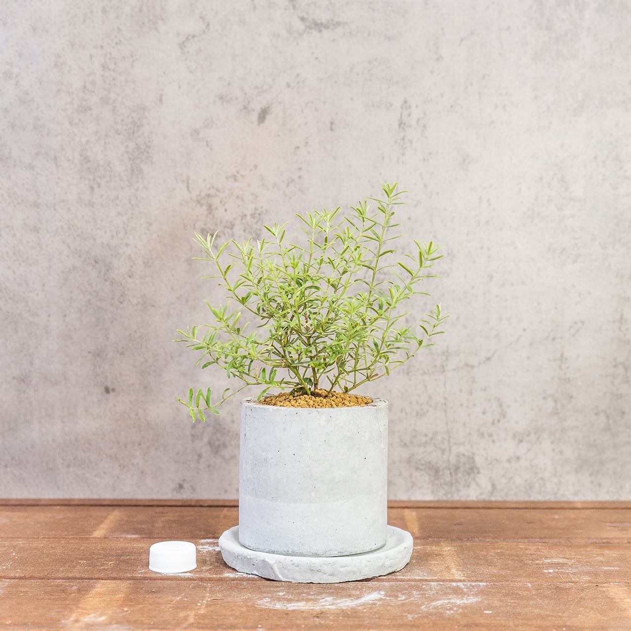 ウエストリンギア・ライムライト｜細葉が美しい爽やかグリーンのインテリア植物【虫発生抑制／手づくりモルタル鉢】