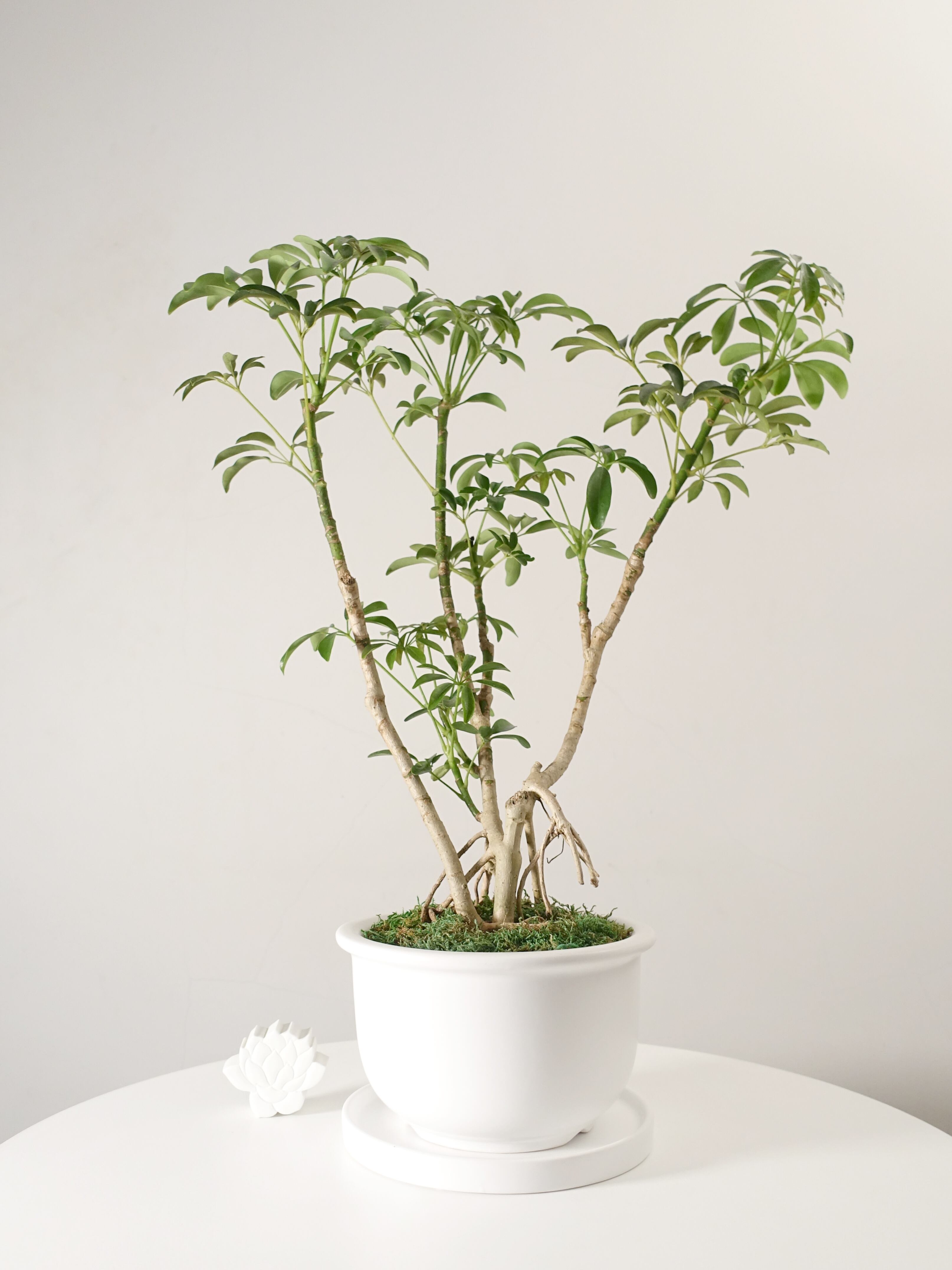 アデニウム 4号サイズ 塊根植物 コーデックス BA31502 | PAY ID