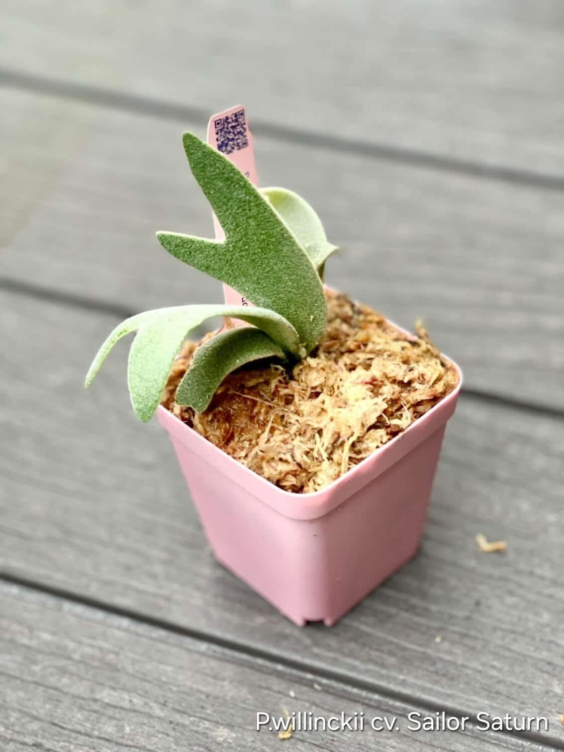 P.willinckii cv. Sailor Saturn 【artPLANTs/PLANTS GARAGE