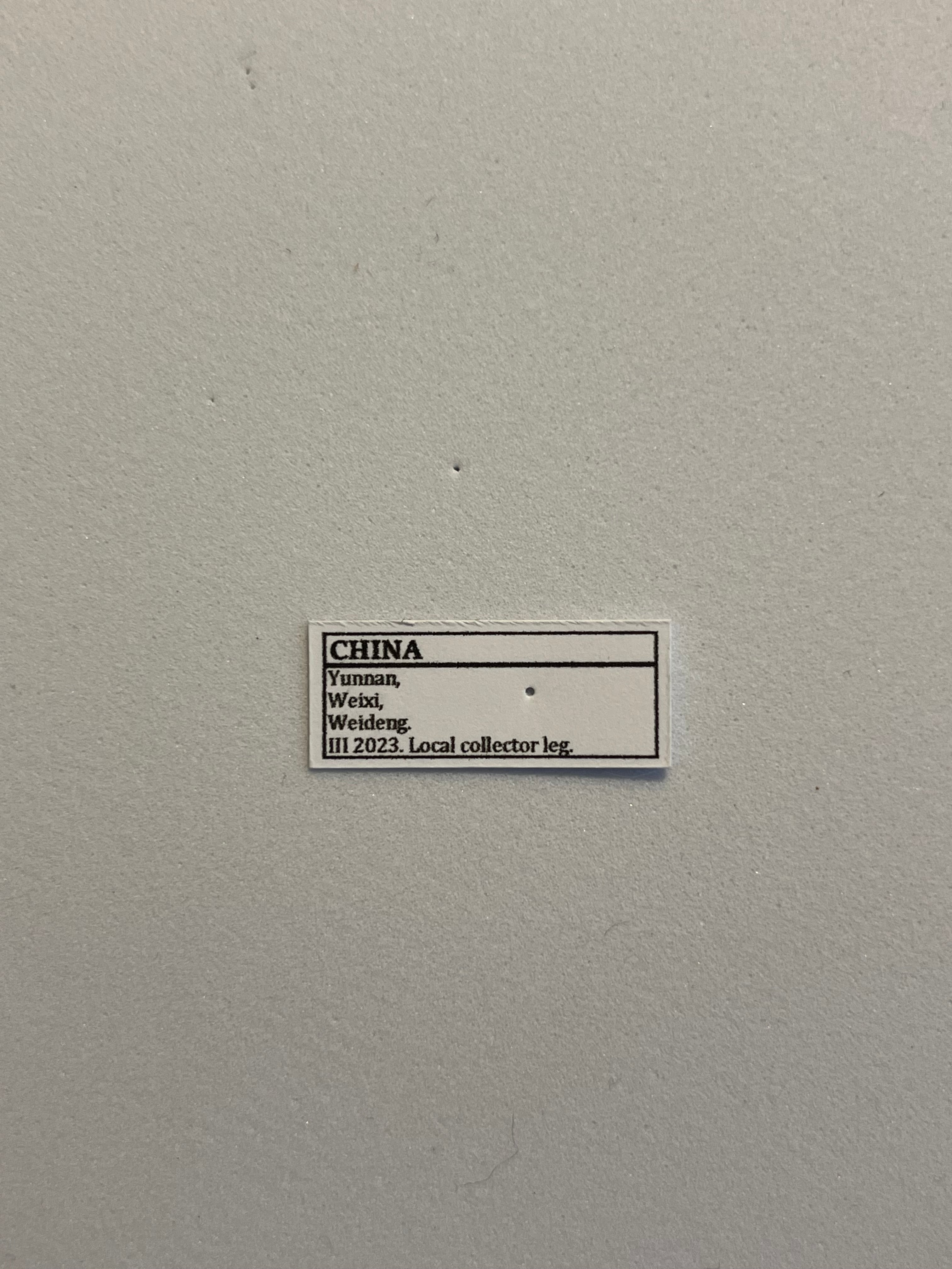 蜻蛉希少種】キマダラオオキバヘビトンボ オオアゴヘビトンボ 昆虫標本