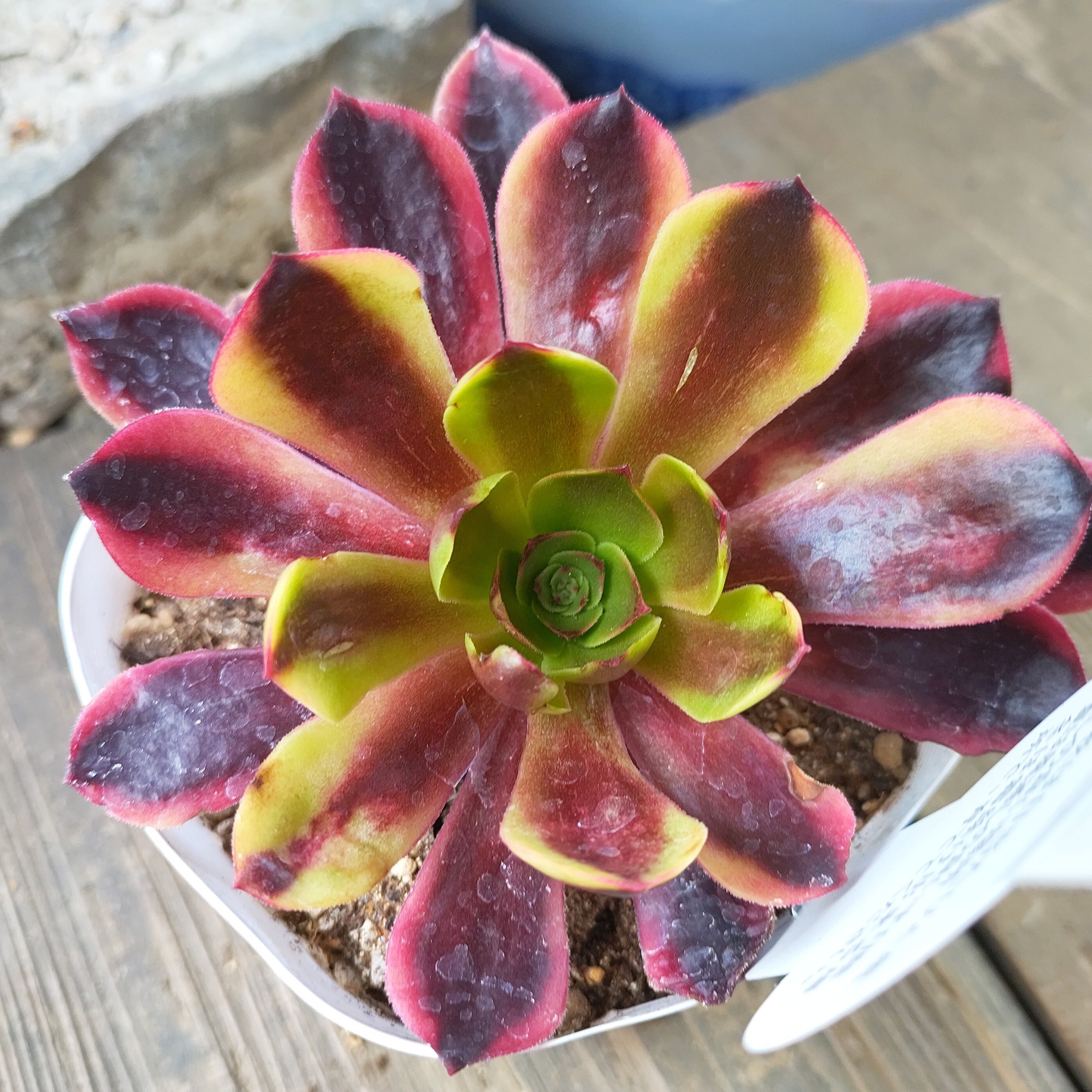 チタノタ アガベ | 鬼爪 鬼爪(夏型) 多肉植物専門店 RuPo 多肉植物 T