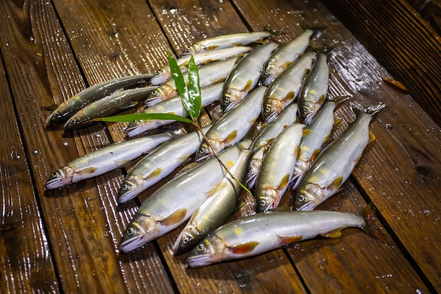 四万十川 朝獲れ 天然火振り鮎 1kg