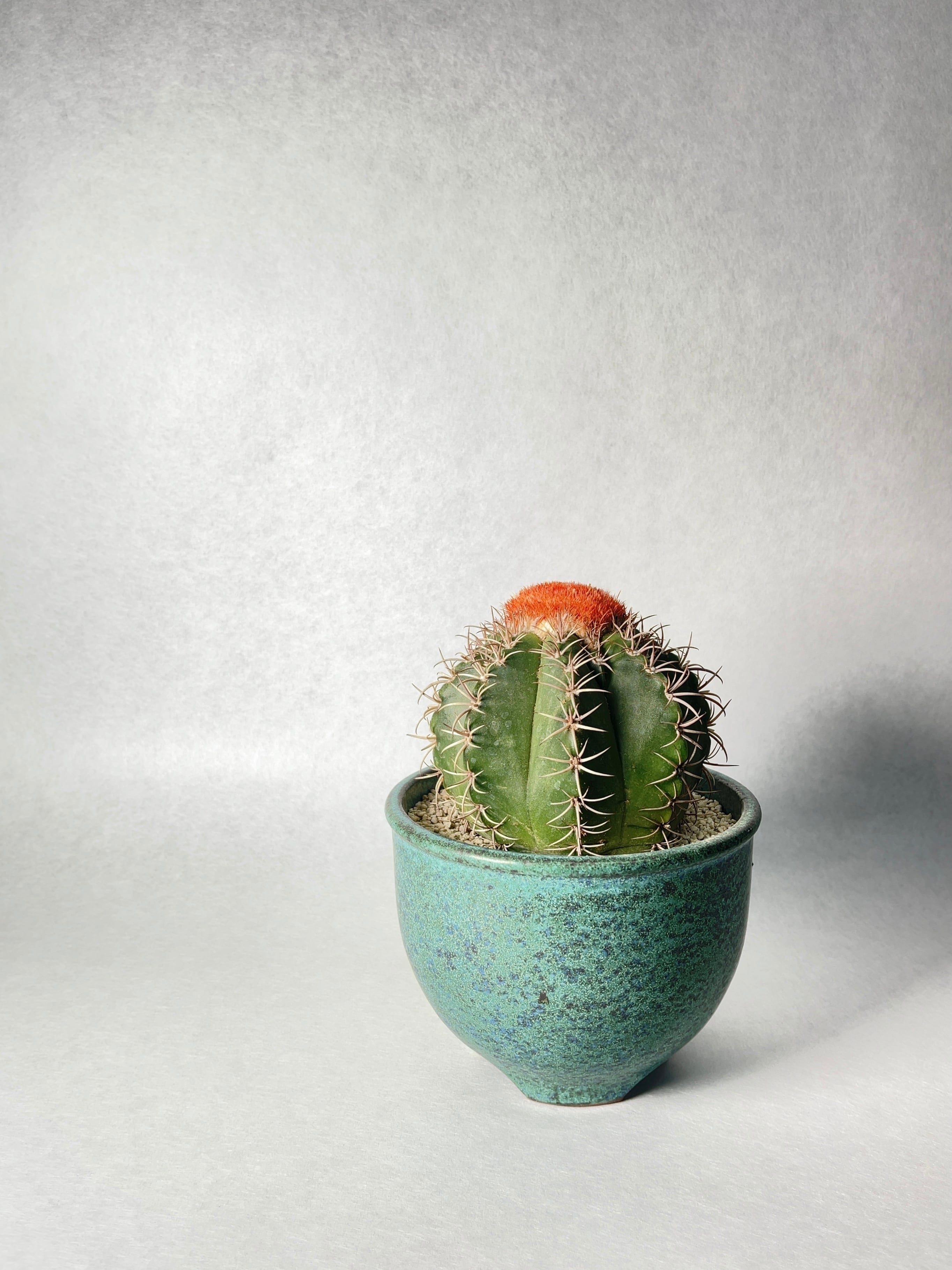 メロカクタス マキソニー 3個サボテン Melocactus 刺無 コピアポア