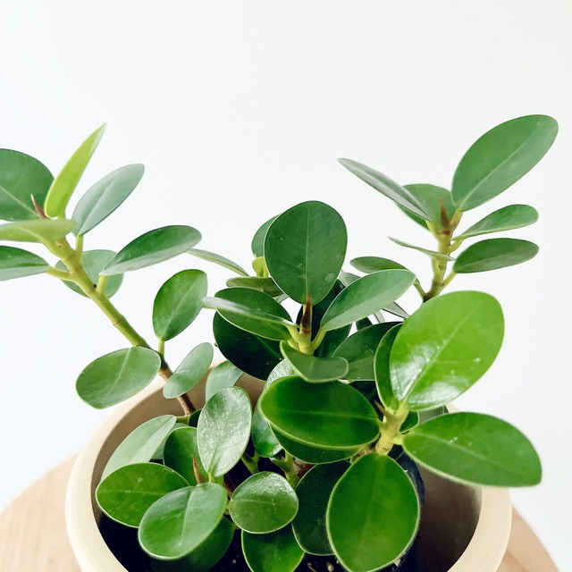 《沖縄産》小さな森のコパンダガジュマル 選べる鉢カバー 観葉植物 室内 calm cafe