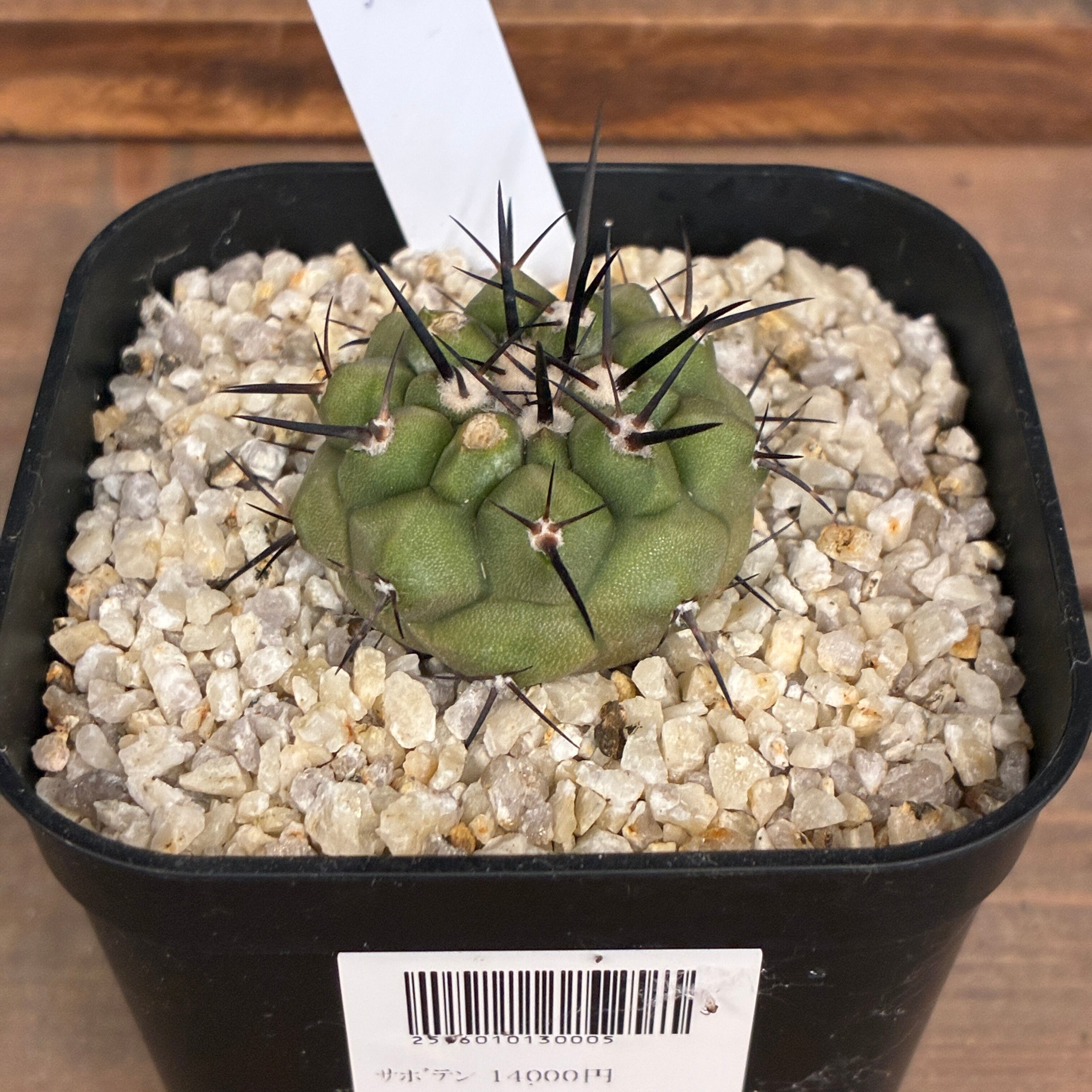 Copiapoa】サボテン コピアポア 黒王丸実生【1031】【再撮影