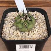 【Copiapoa】サボテン　コピアポア　黒王丸実生【1031】【再撮影】