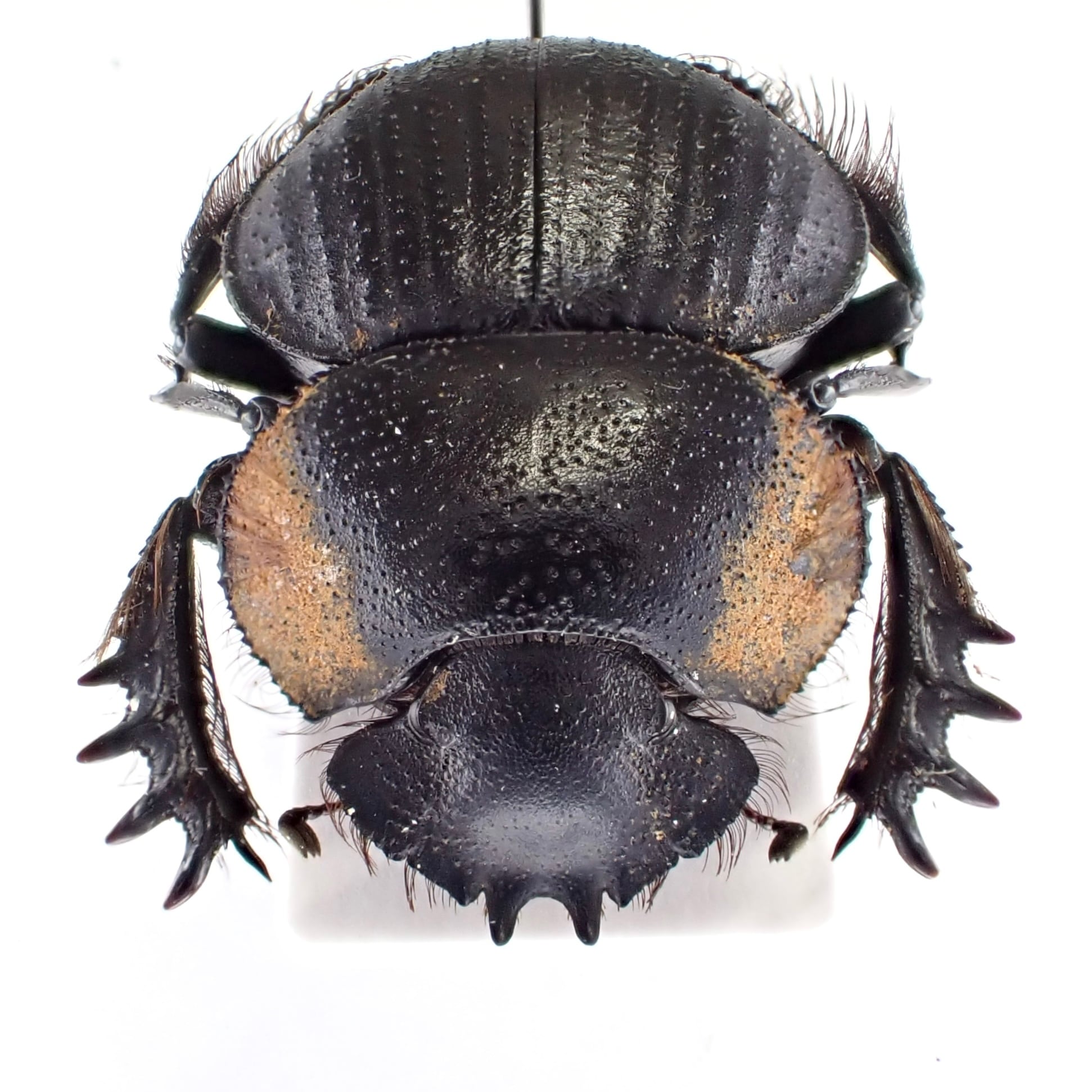 南アフリカ産 Pachysoma gariepinus 1ex 24mm | 昆虫標本 Diggers