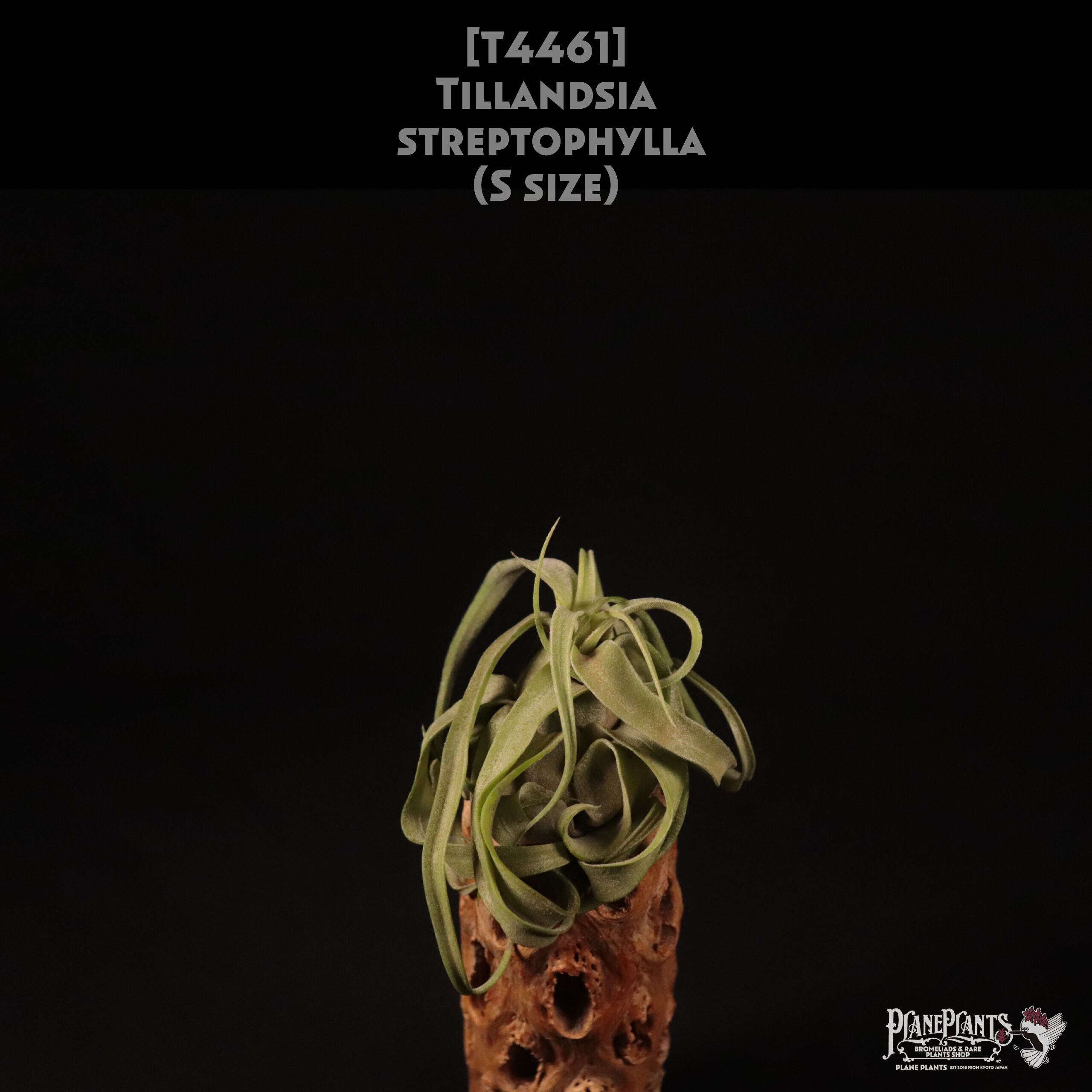 【送料無料】streptophylla S〔エアプランツ〕現品発送T4461
