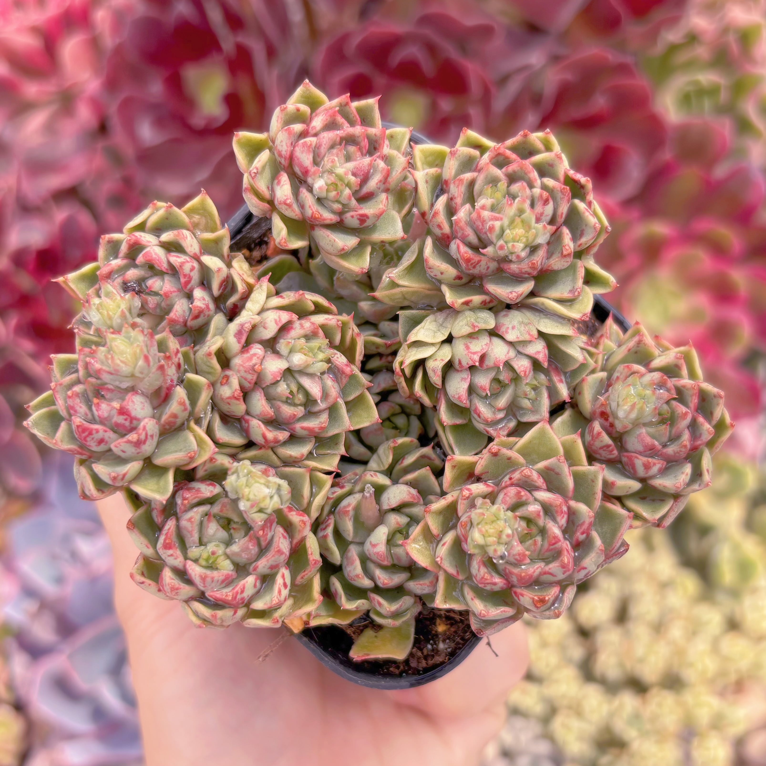 現品　ブラッドスワロー#B04　群生　るる農園