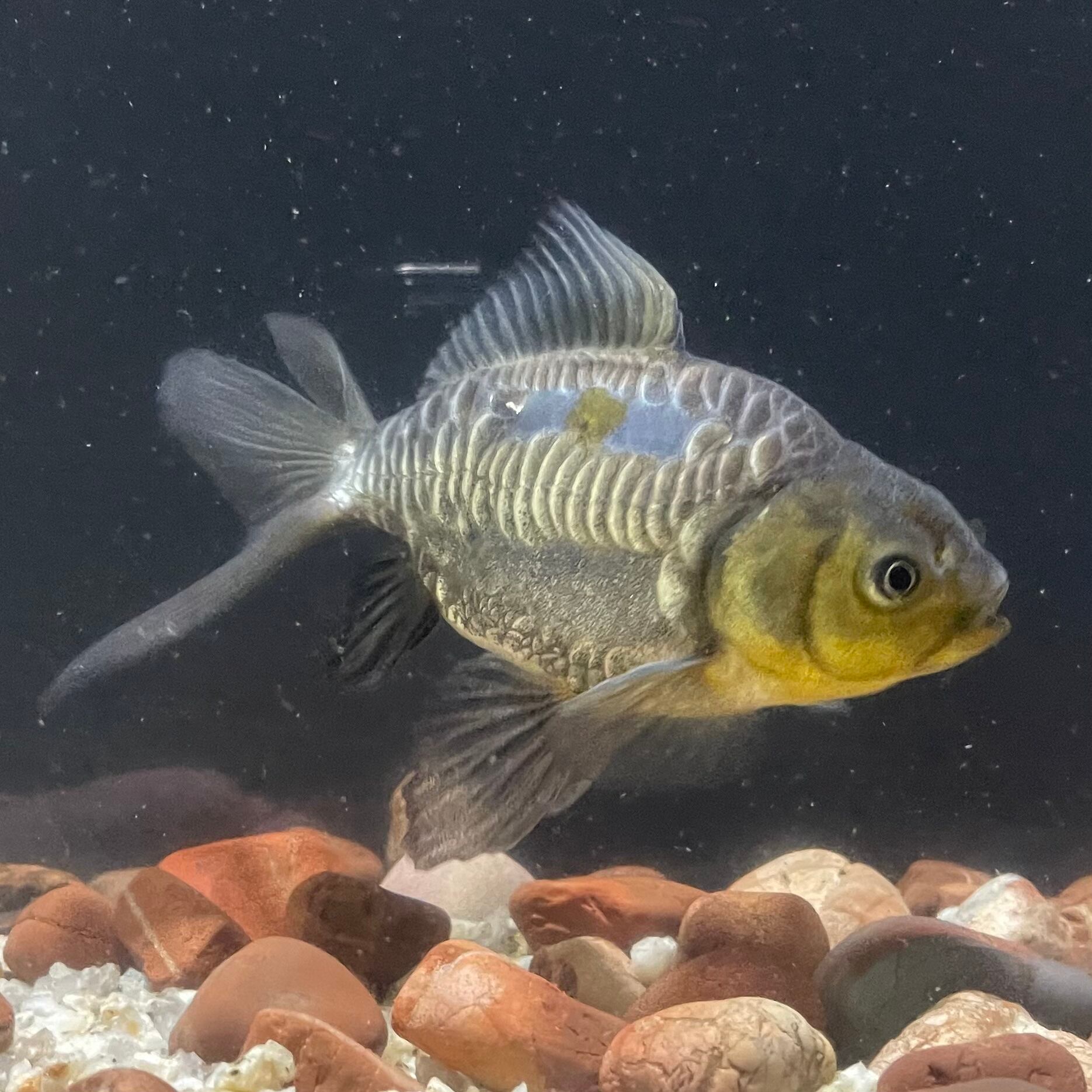 桜井木穂 白いビキニ 猫耳ヘアバンド チェキ ポラロイド写真