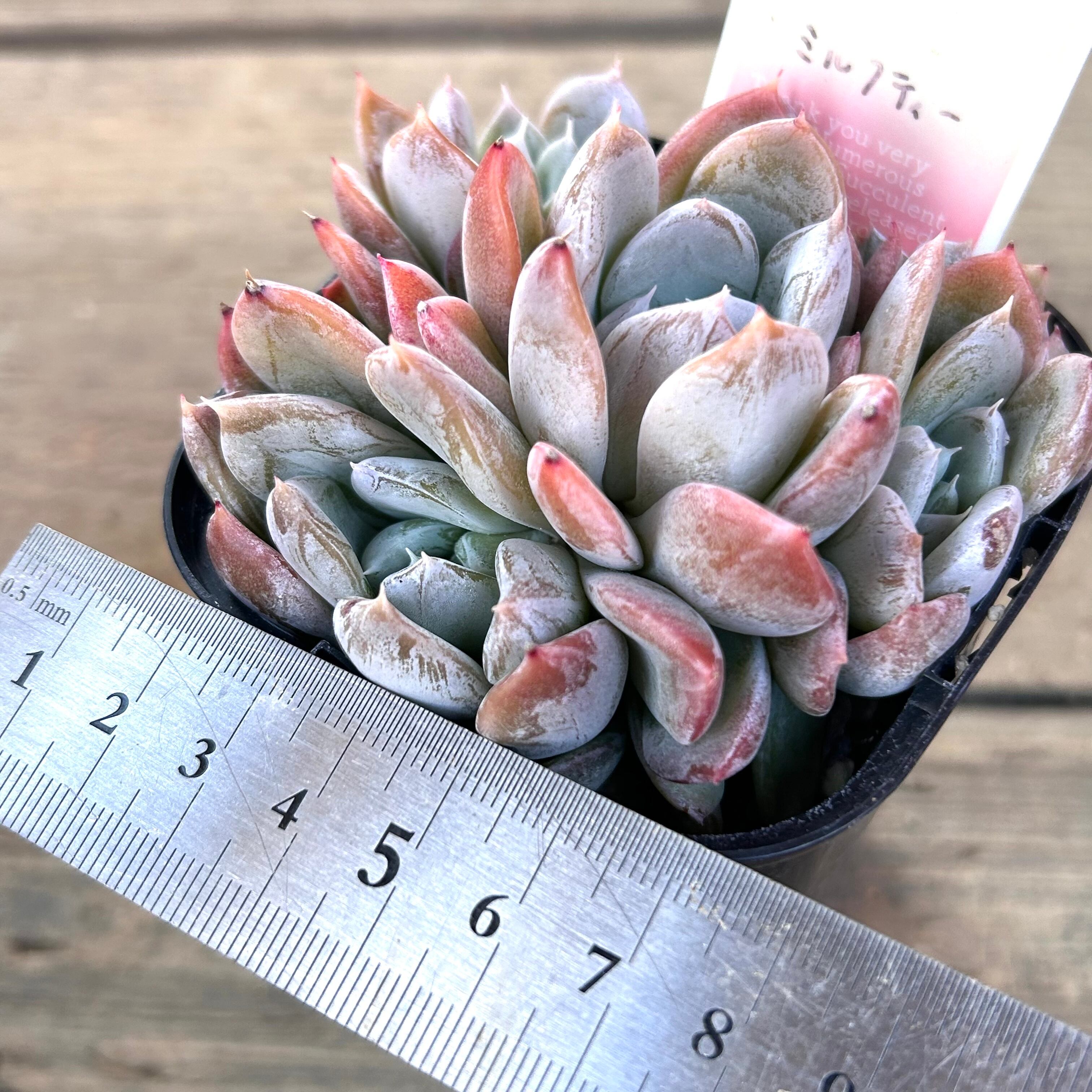 ミルクティー | RuPo 多肉植物専門店