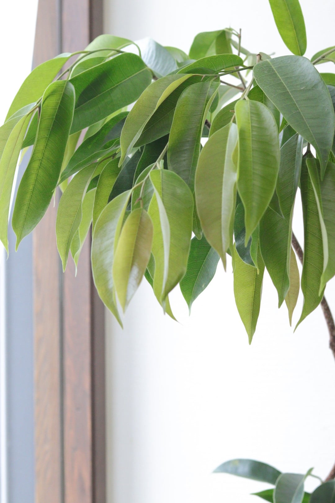 おしゃれ観葉♡フィカス【アムステルダムキング】 | Total Plants Egret