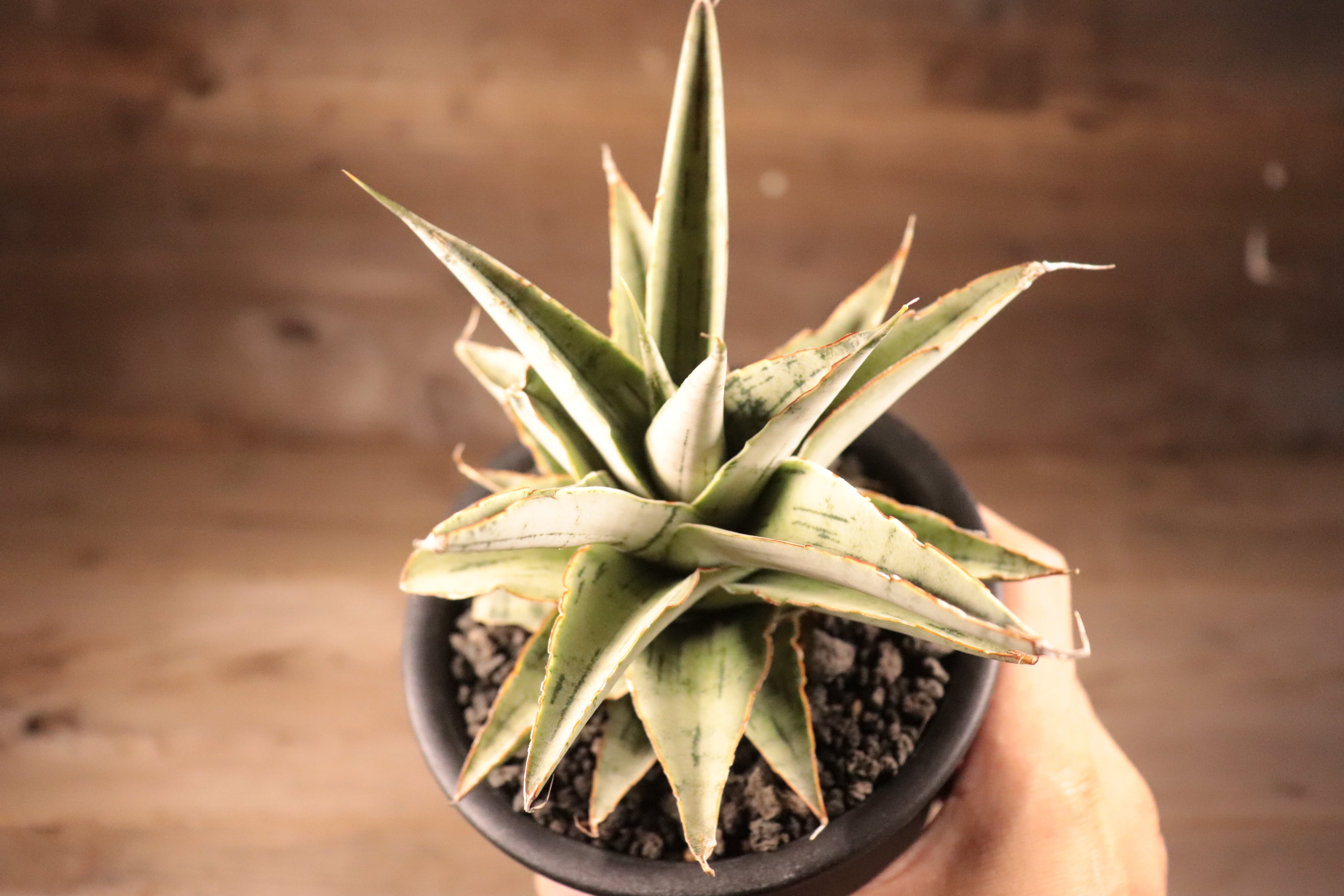 ヒ*ロ様 【極上株】 サンスベリア スノーホワイト サンセベリア ロリダ