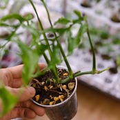 【実生】モンステラ オブリクア ペルー / Monstera Obliqua Peru⑫ / 観葉植物