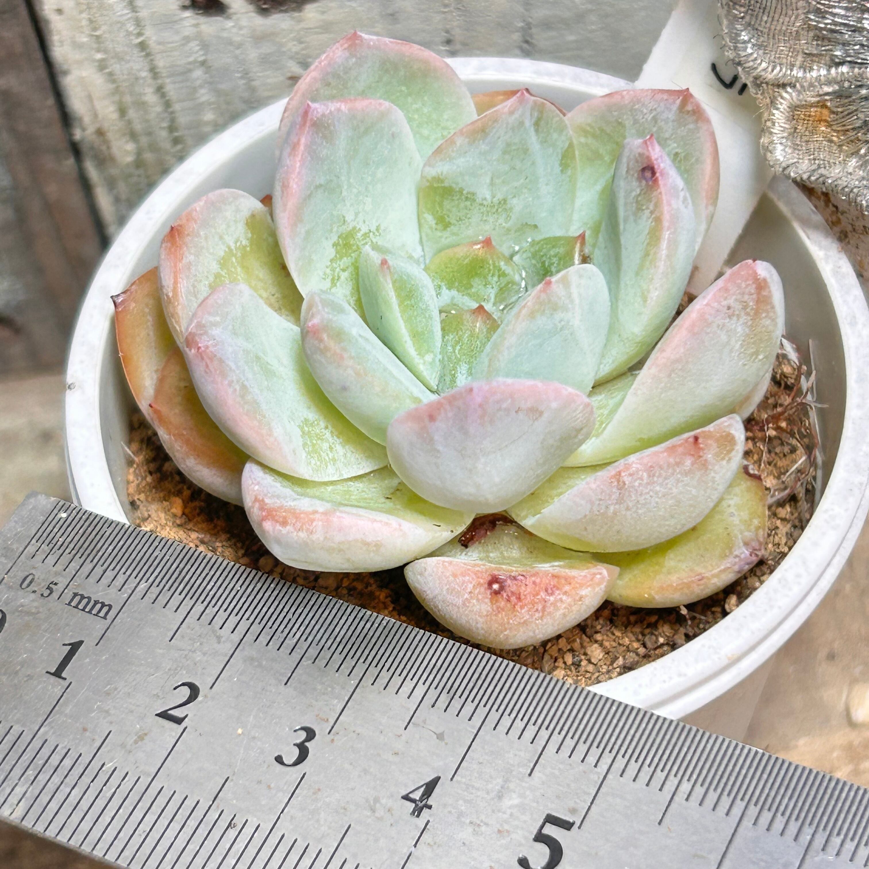 カローラ | RuPo 多肉植物専門店