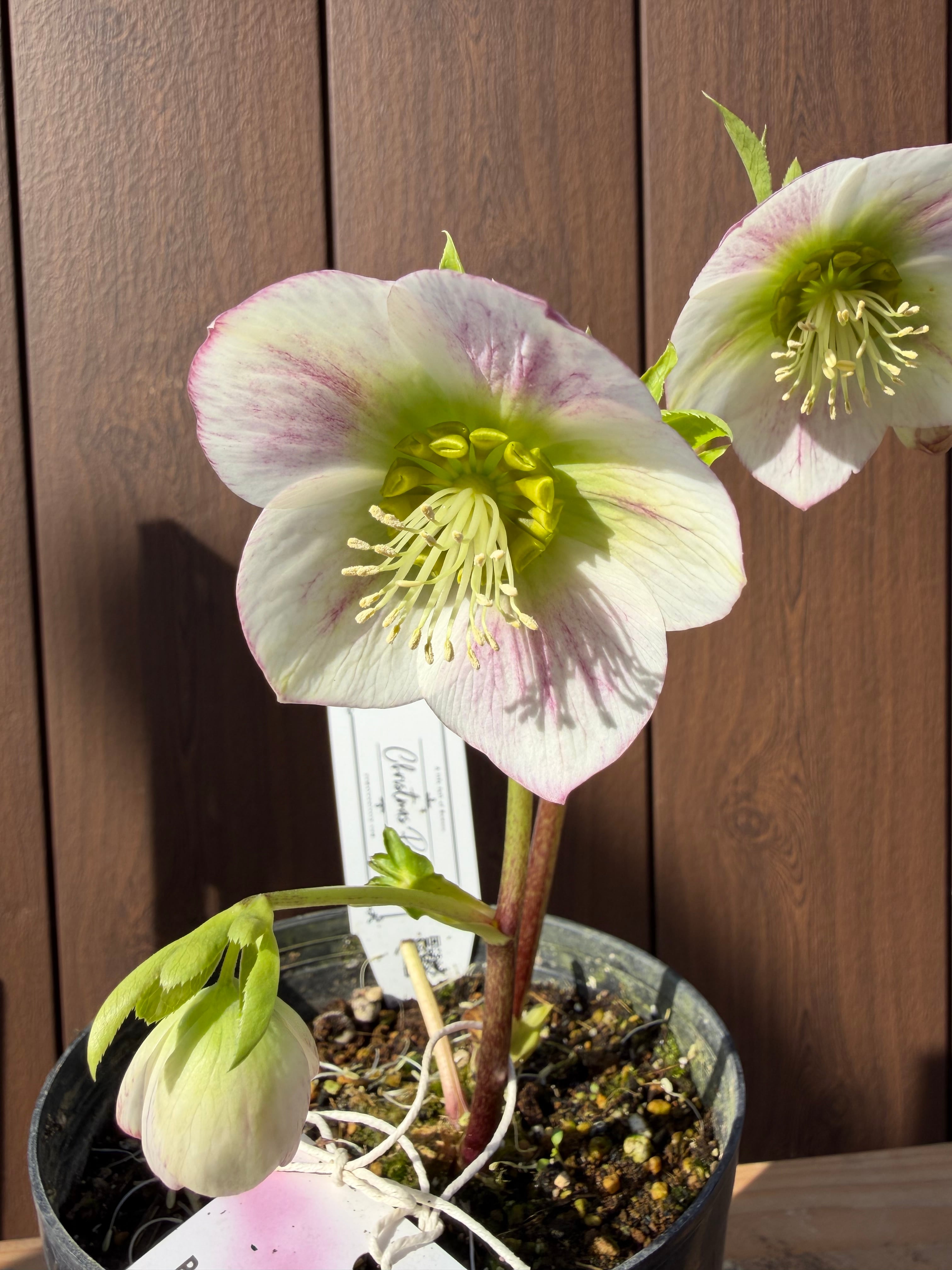 パステリッシュストレイン 大和園 クリスマスローズ【Ya07】送料無料