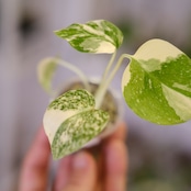 モンステラ・レガシー / Monstera deliciosa ‘Legacy'⑥
