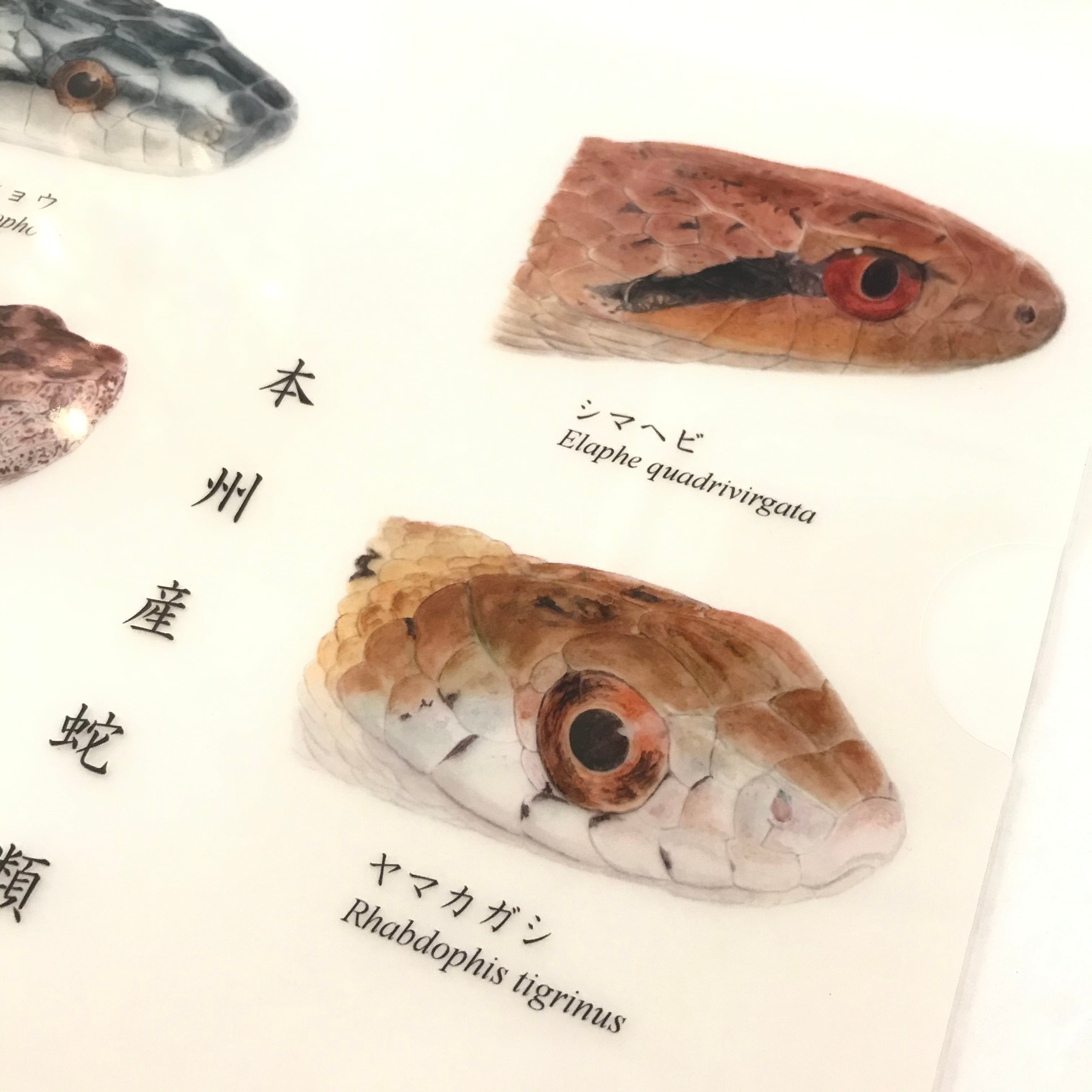 本州産蛇類八種図 クリアファイル | アトリエリジッタ