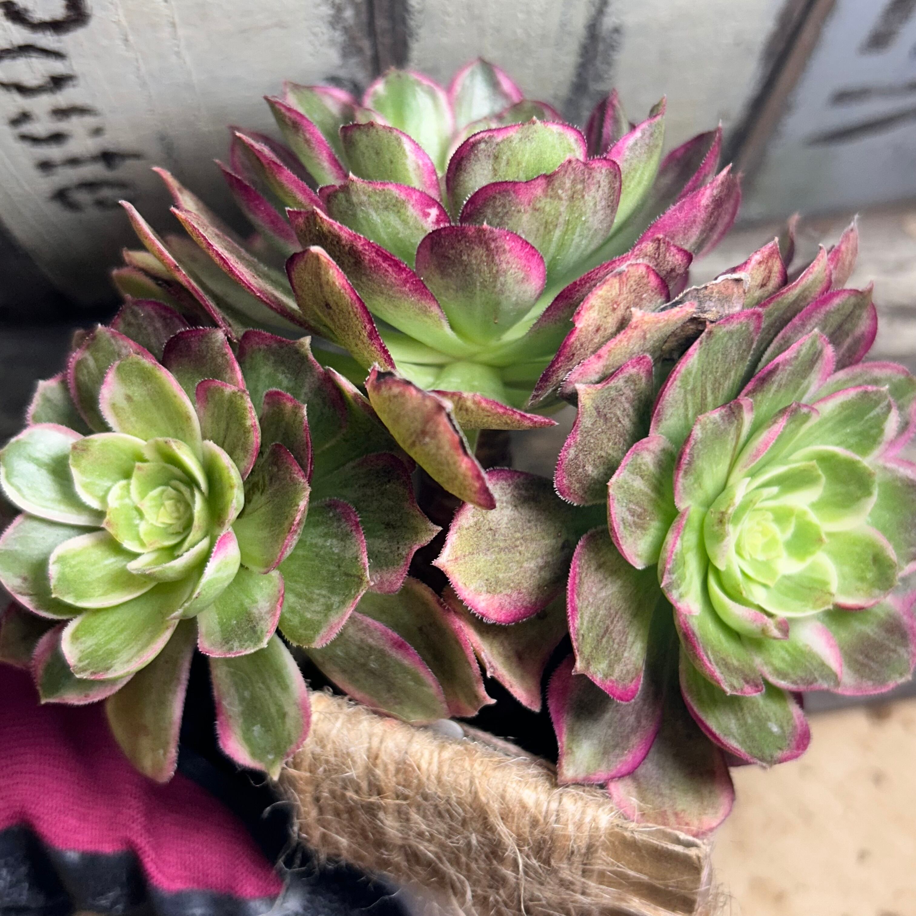 水蜜桃 アエオニウム | RuPo 多肉植物専門店
