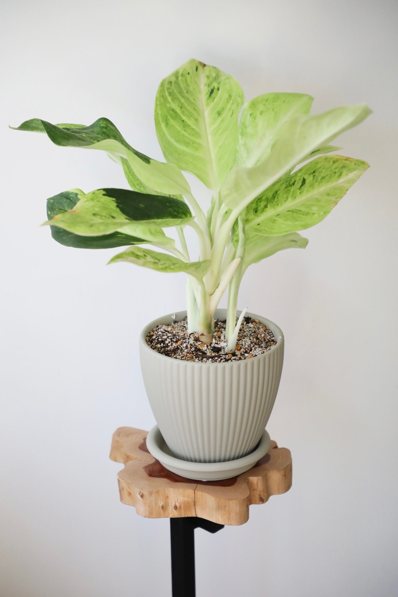 【希少】アグラオネマ ライムグリーン/Aglaonema Lime green ※陶器鉢付き