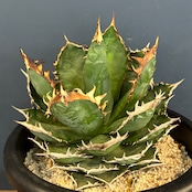 アガベ チタノタ シャーク【1039】