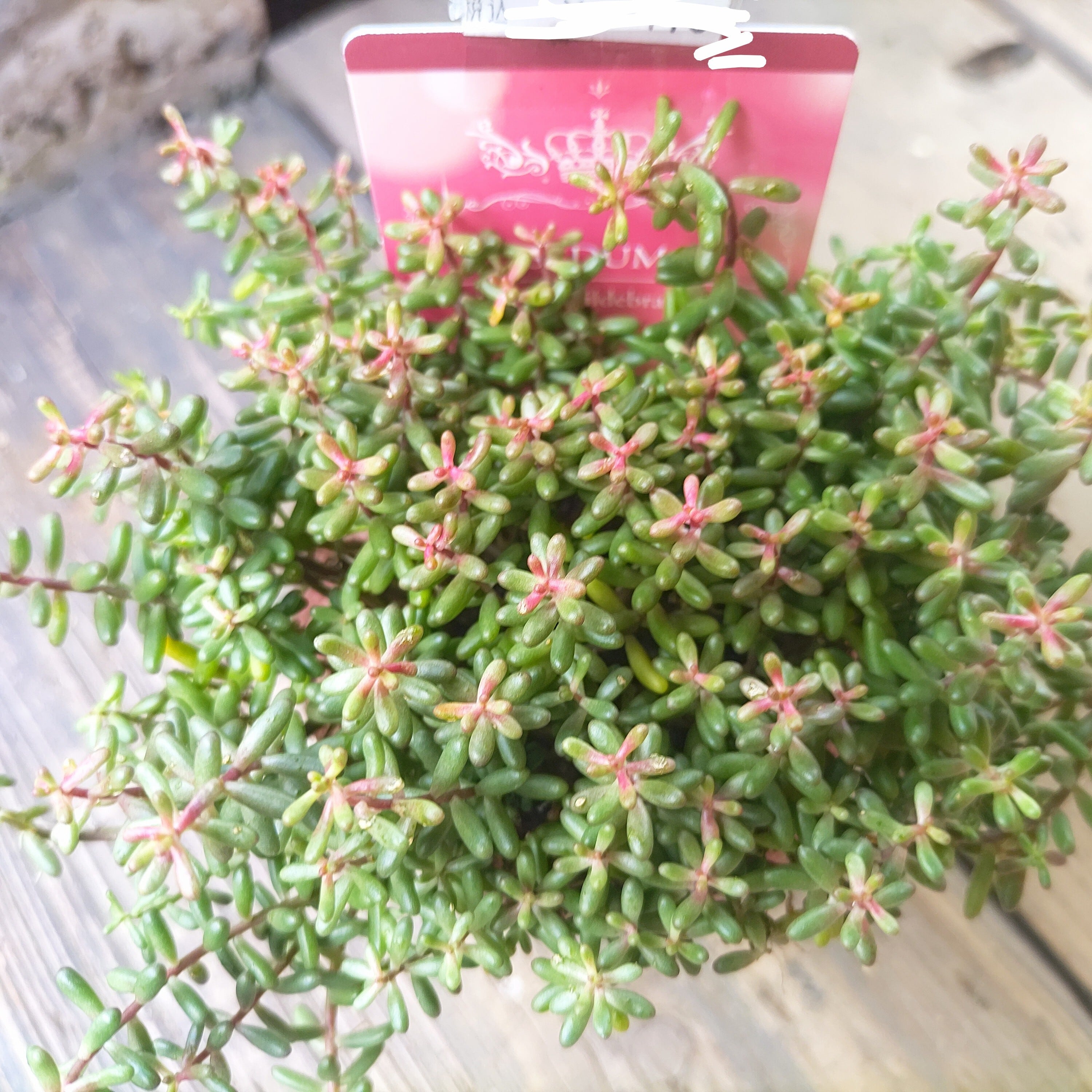 カナリア錦(アエオニウム) | RuPo 多肉植物専門店