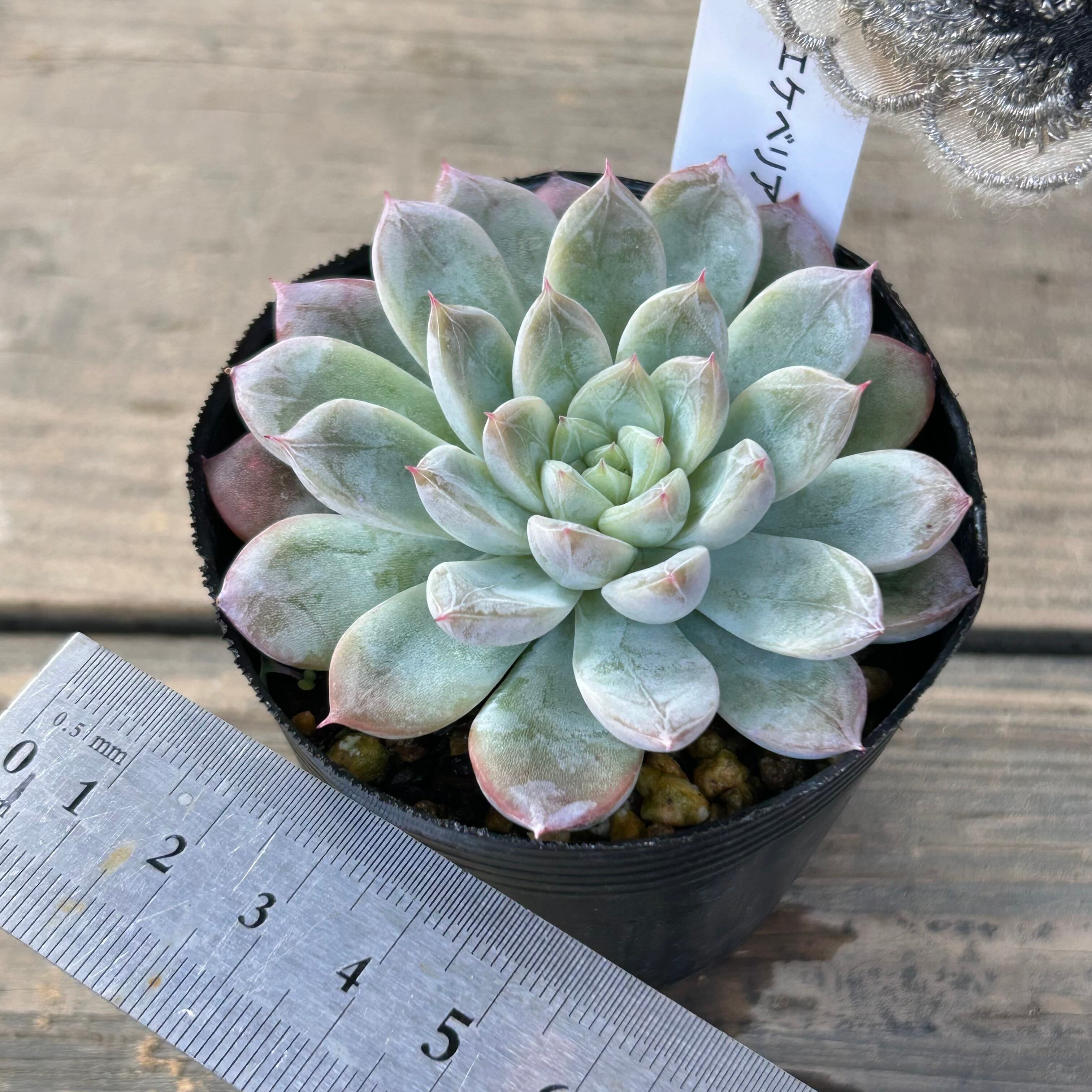 エルサ | RuPo 多肉植物専門店