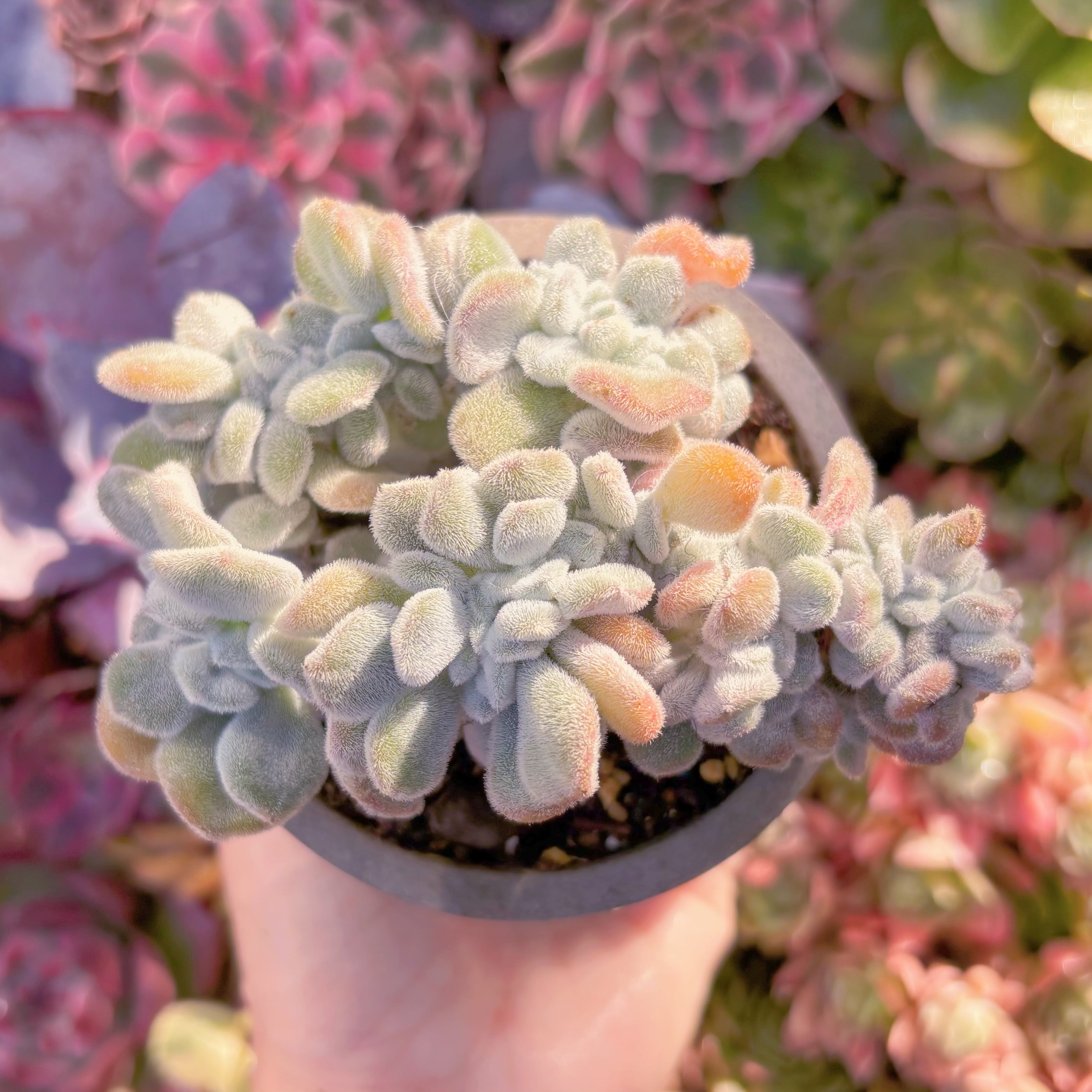 現品　雪晃星綴化#535　新入荷　るる農園