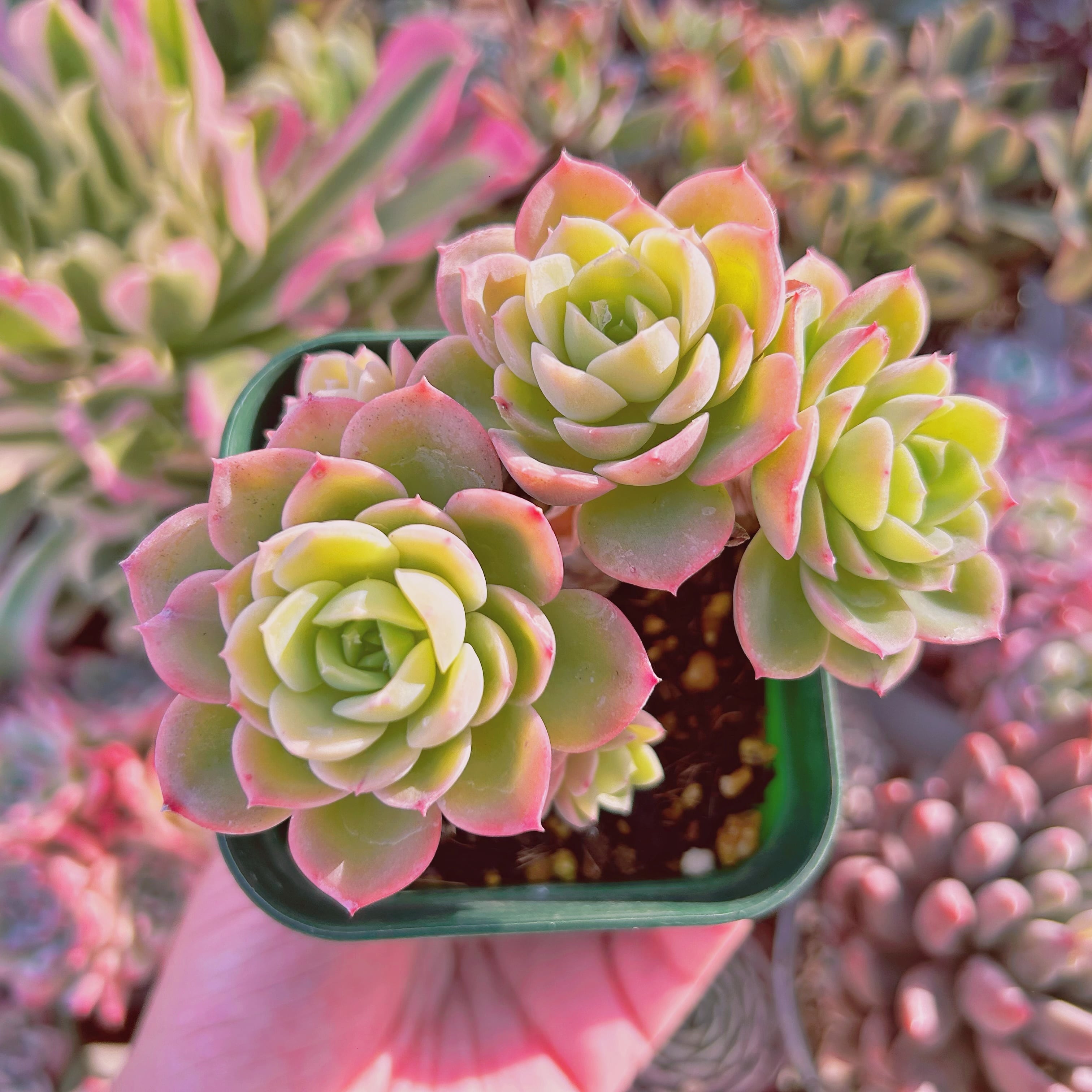 現物　多肉植物　 Echeveria   メロン　大群生　抜き苗