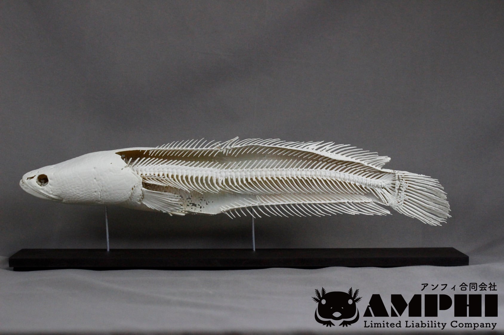 ボブキャット 頭骨レプリカ | Pay ID