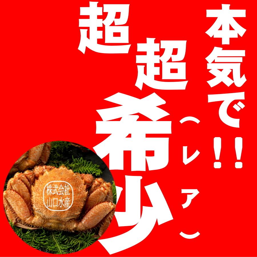 山口水産　匠の極上仕上げ　１尾８００グラム前後　【ボイル・冷凍・個数色々選択できます】