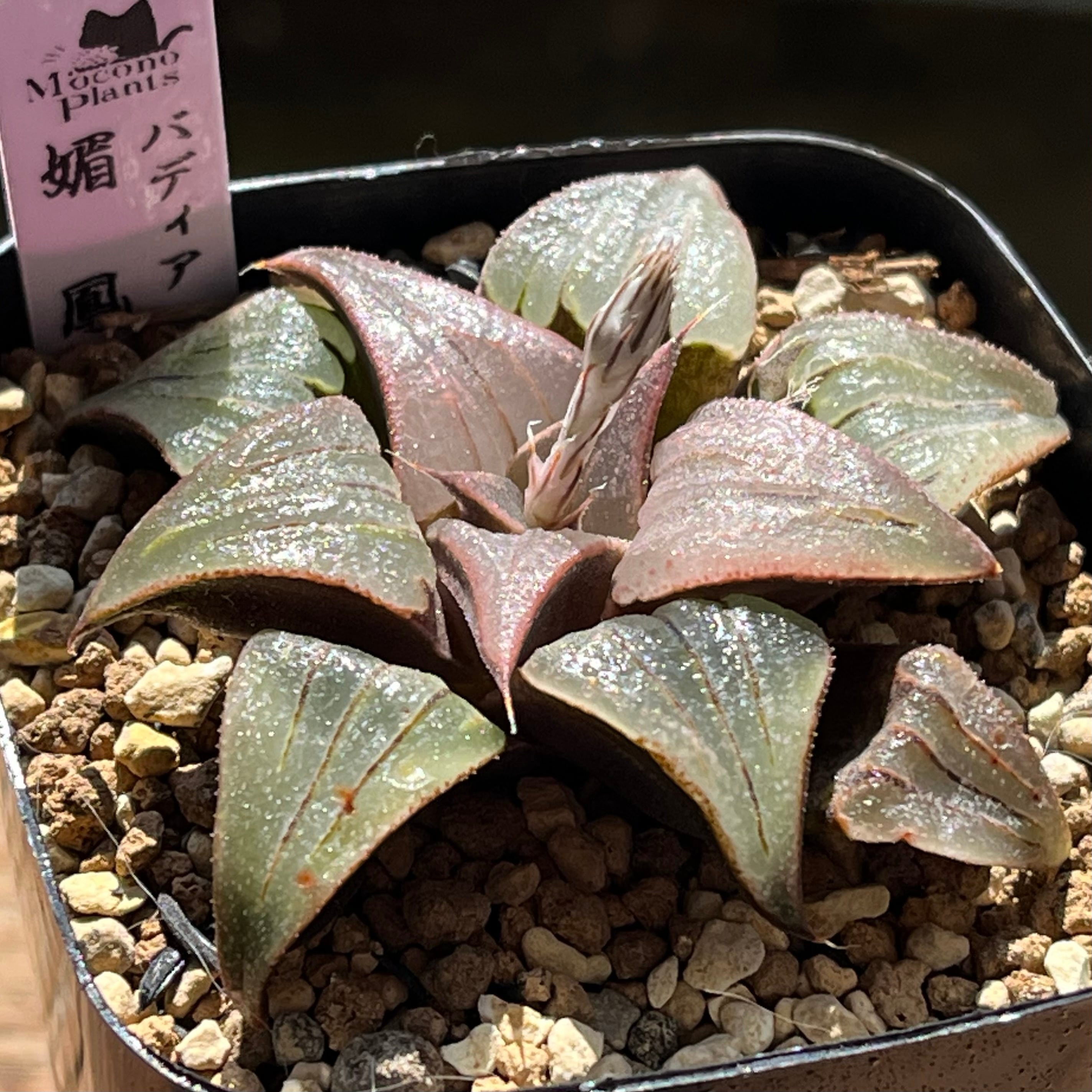 ハオルチア 雫絵巻① | mocono_plants