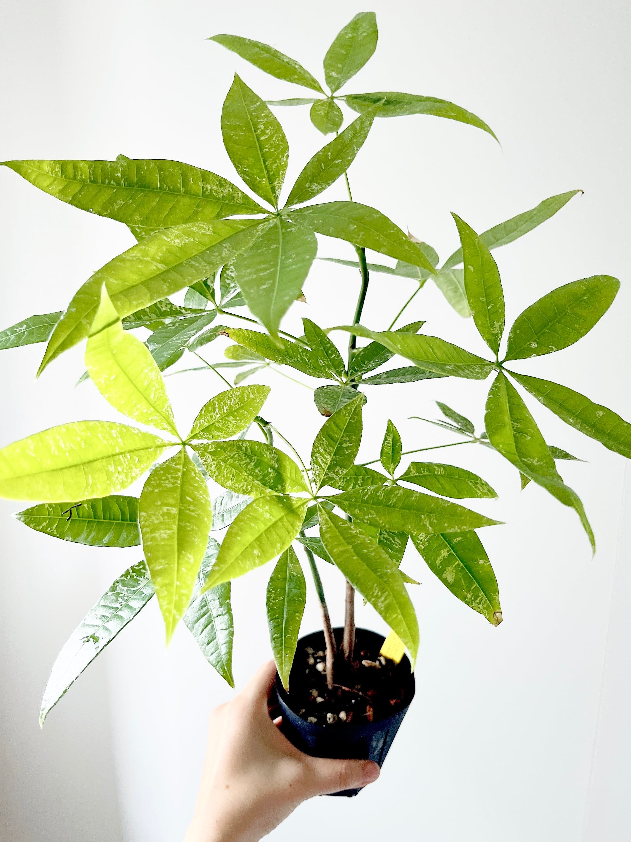 パキラ ミルキーウェイ 二股 実生株