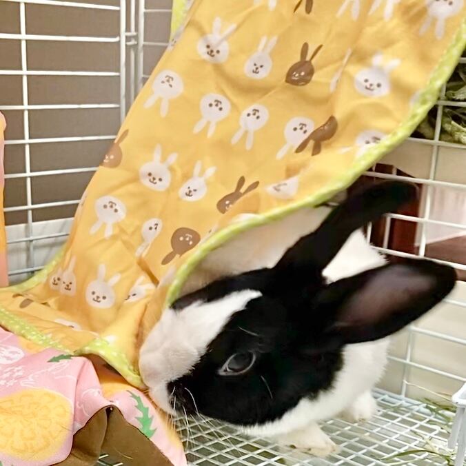 マットでほりほり | うさぎ専門店うさぎとわたし京都店