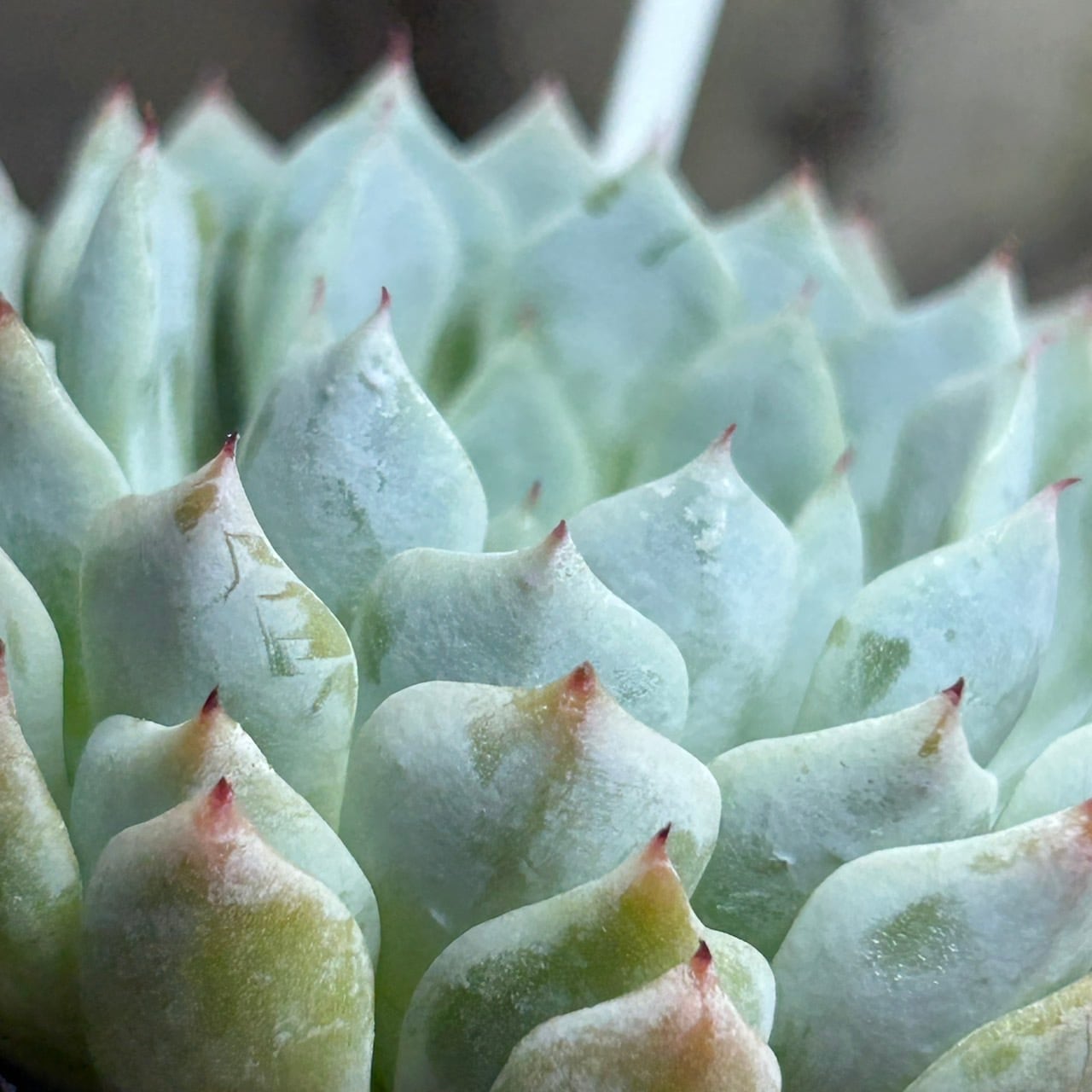 ホワイトザラゴーサ | RuPo 多肉植物専門店